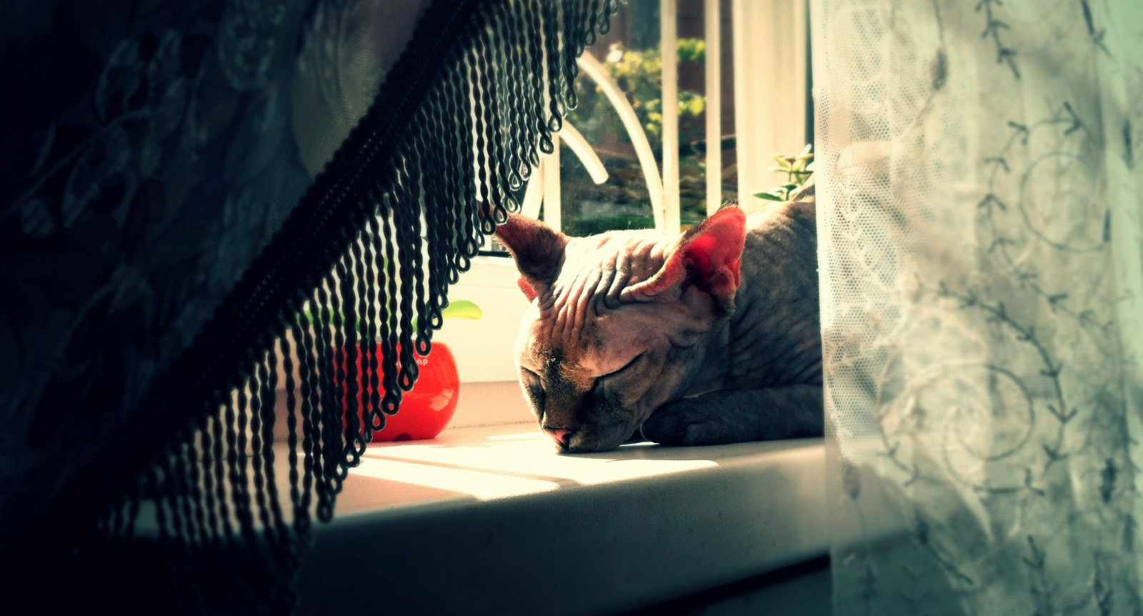 chrám, kočka, Červené, stín, fotografování, modrý, sphynx, světlo, barva, fotografie, momentka, parapet