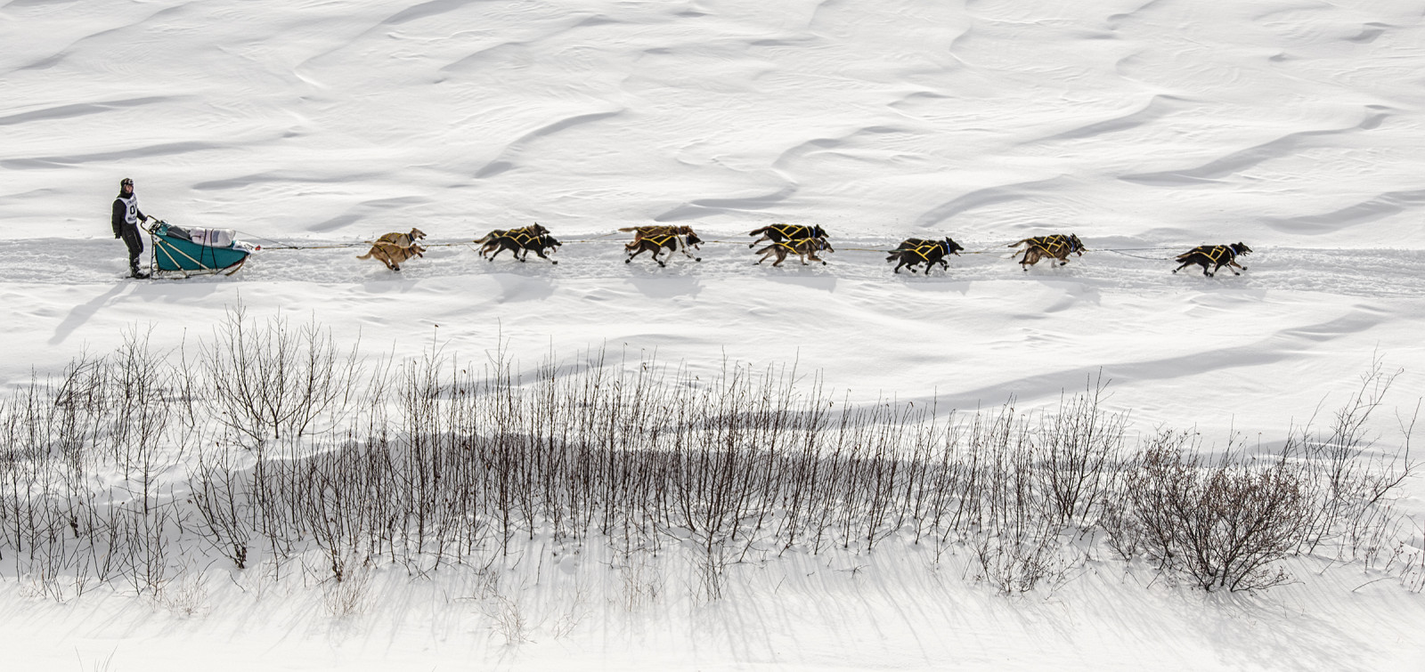 sportovní, zvěř, sport, sníh, zima, led, Studený, Pes, tým, Volně žijících živočichů, Arktický, 2013, zmrazení, tundra, sáně, Yukon, 10, žena, závod, psi, soutěž, 71, psí, bílý kůň, nudný, cool7, iceboxcool, závodníky, soutěžící, kaše, Sleddogs, Mushers, Yukonquest, Dogmushing, Snowsport, Dogteam, Susierogan