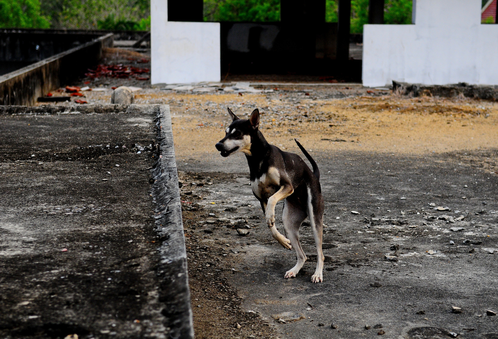 tag, hund, hoppe, Nikon, Klokkeblomst, jungle, NIKKOR, springende, K9, D300, 175.528, littledoglaughedstories, thedogpalace