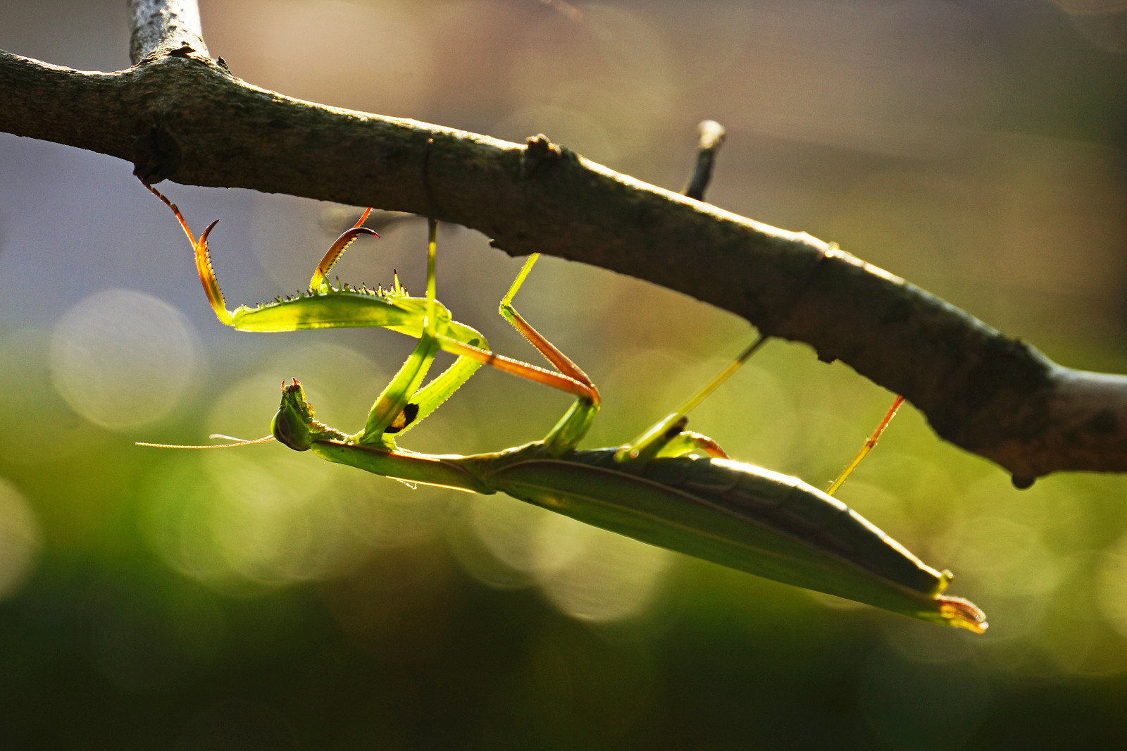 Hungarian Insect Wallpaper : light, nature, mantis, insect, licht, Hungary, bokeh, natur ...