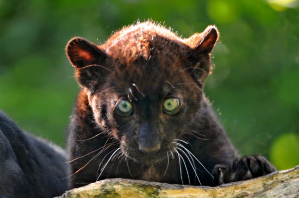 baby,wild,black,France,cute,green