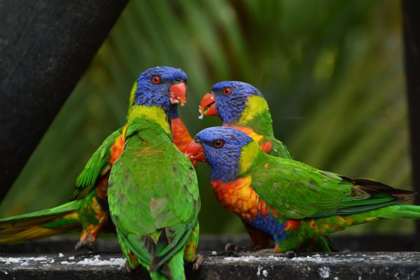 rainbow lorikeet,parrots,birds