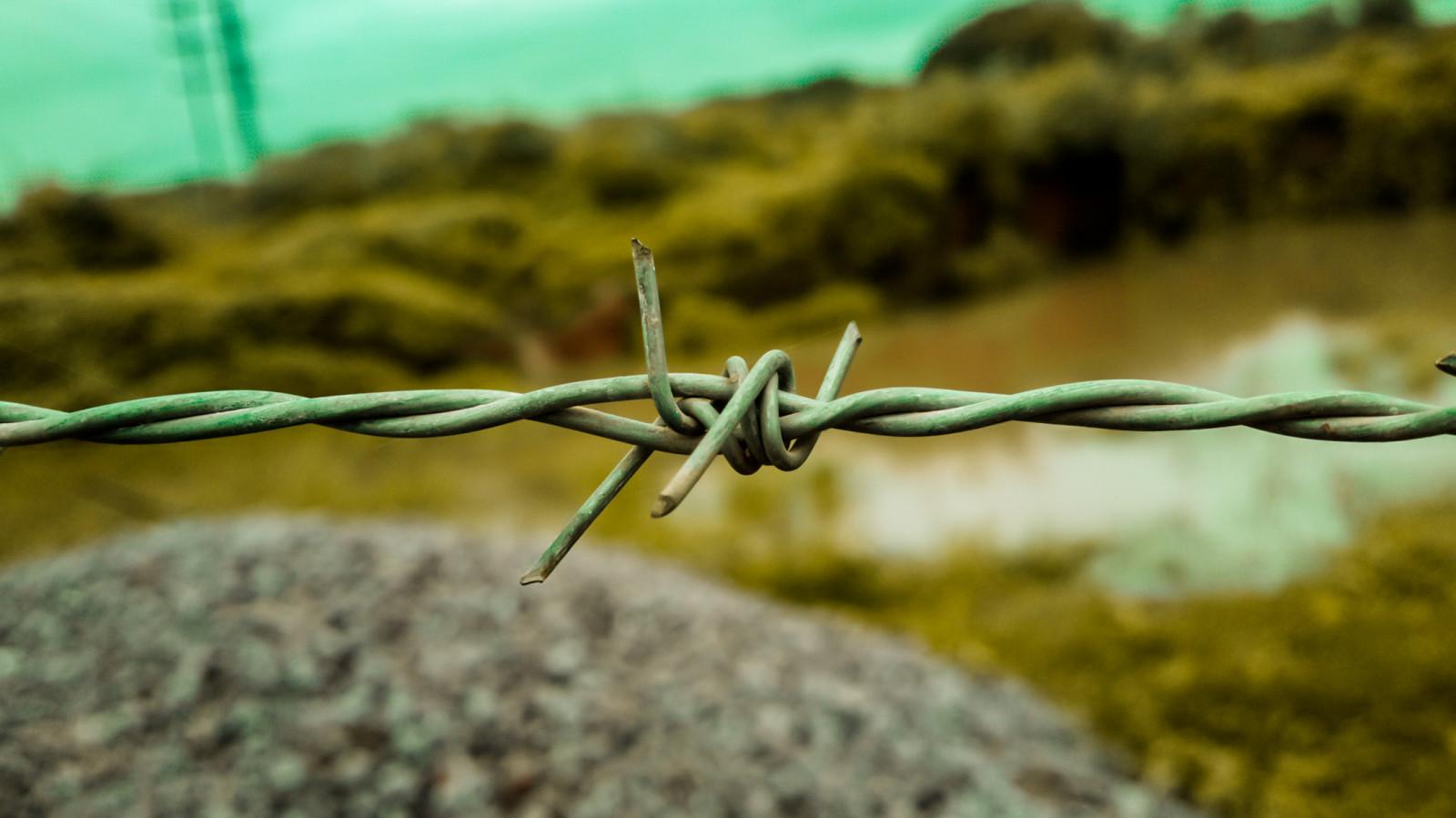 Příroda, tráva, větev, zelená, plot, drát, nokia, list, květ, Zeiss, fauna, zblízka, makro fotografie, bezobratlý, ozub, 808, čistý pohled