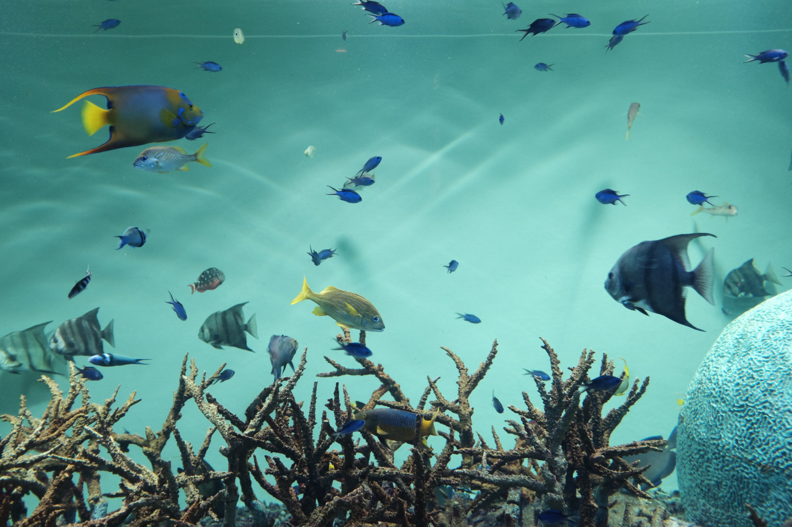 moře, Ryba, Pod vodou, korálový útes, Tokio, Fujifilm, potápění, biologie, oceán, útes, Fujinon, x, x100, x100t, Kasai, kasairinkaipark, tokyosealifepark, ekosystém, mořská biologie, korálový útes fish