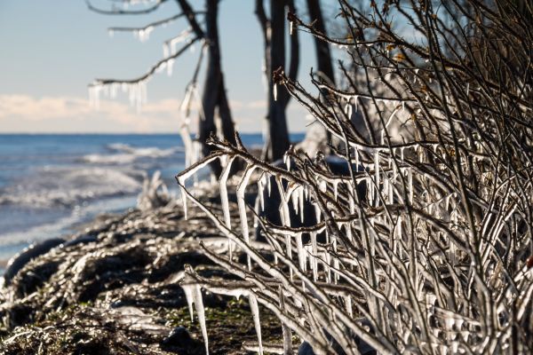 sea,water,nature,snow,winter,branch