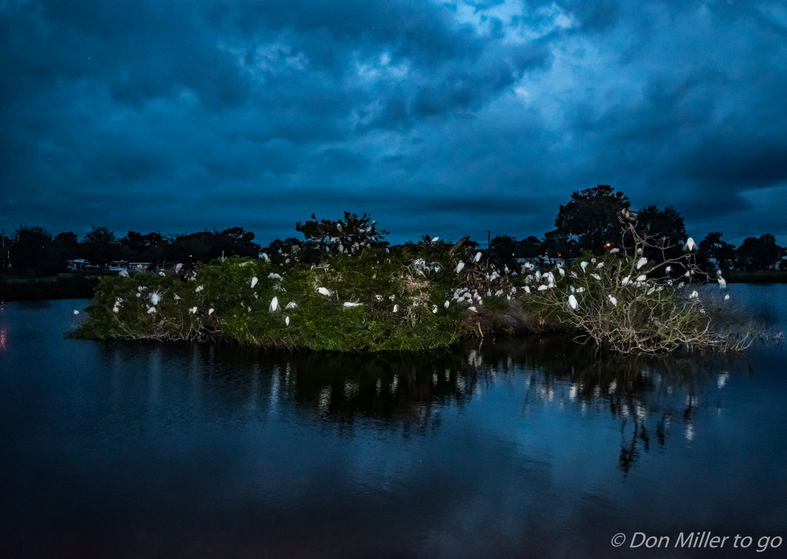luce del sole, uccelli, tramonto, mare, notte, lago, acqua, natura, riflessione, cielo, nuvole, sera, mattina, natura, chiaro di luna, orizzonte, atmosfera, crepuscolo, Florida, nube, tempestoso, albero, nuvoloso, alba, oceano, birdwatching, venicerookery, onawalk, gruppo d'alberi con nidi di corvi, D5500, riflessi, sfondo del computer