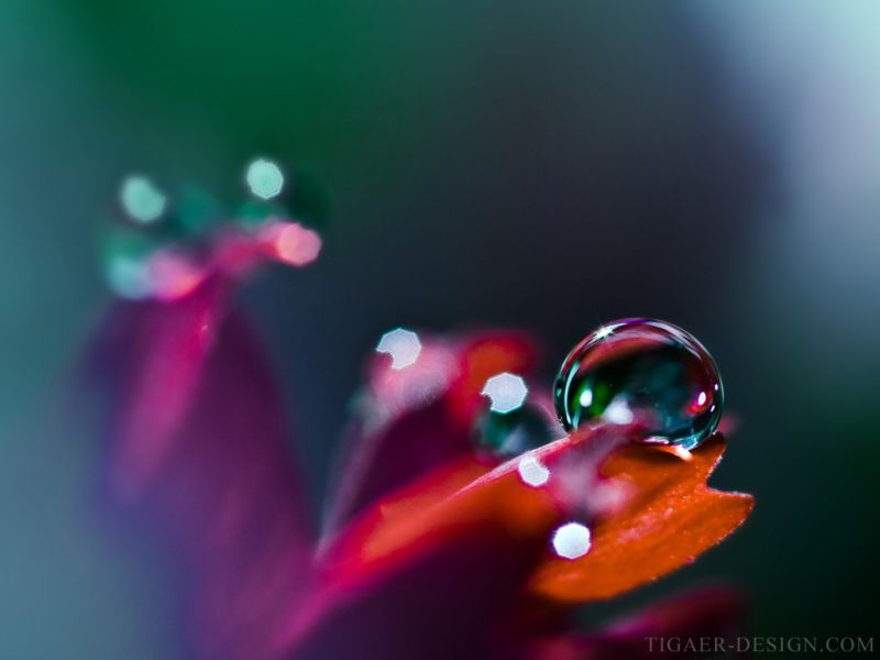leaves, water, red, photography, reflection, plants leaves, water, red, photography, reflection, plants