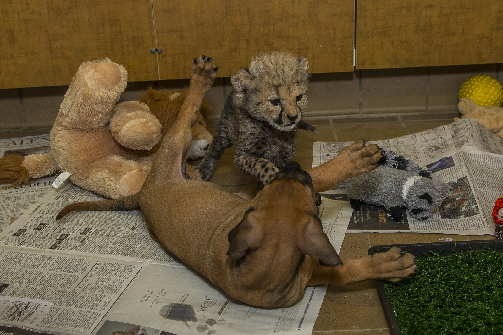 dyr, natur, løve, hund, dyreliv, baby, pels, store katte, gepard, venner, ridgeback, nuttet, hundehvalp, fauna, pattedyr, flickrbigcats, kat lignende pattedyr, snude, hundens race gruppe, carnivoran, cub, Safaripark, bigcat, venner, sandiegozoo, Sandiegozooglobal 2014