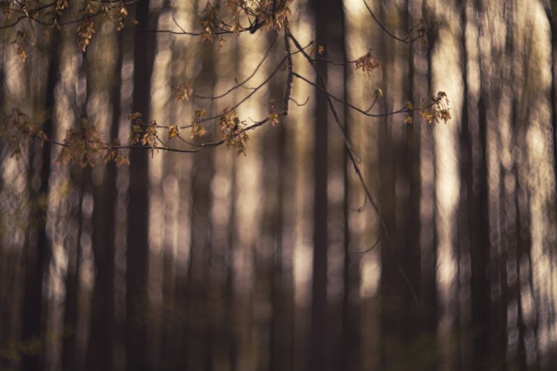 světlo, les, jaro, bokeh, zlatý, nový začátek světlo, les, jaro, bokeh, zlatý, nový začátek