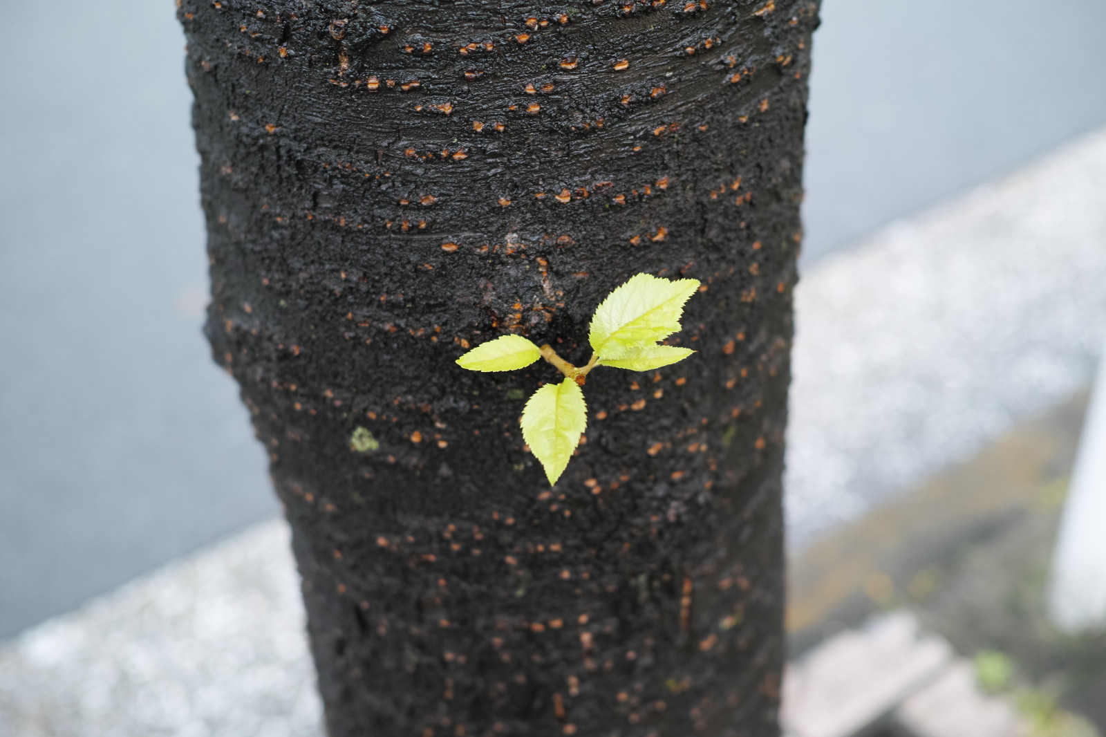 větev, zelená, žlutý, Quattro, jaro, Tokio, barva, strom, list, květ, rostlina, sezóna, flóra, sigma, dp, DP2, dp2quattro, dp2q, půda, dřevina, zblízka, kufr, makro fotografie, závod stonek