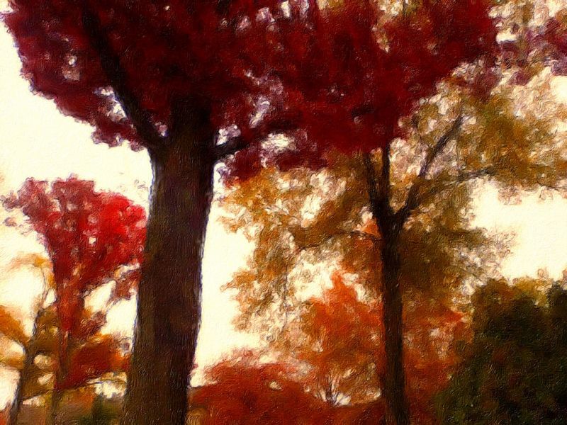 træer, rød, orange, Brun, grøn, efterår