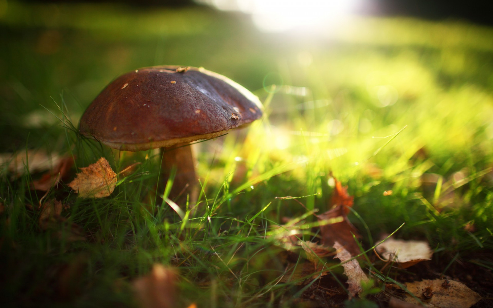 luce del sole, foresta, natura, erba, macro, fungo, verde, natura, fungo, autunno, foglia, fiore, flora, fauna, bosco, habitat, avvicinamento, fotografia macro, porcini