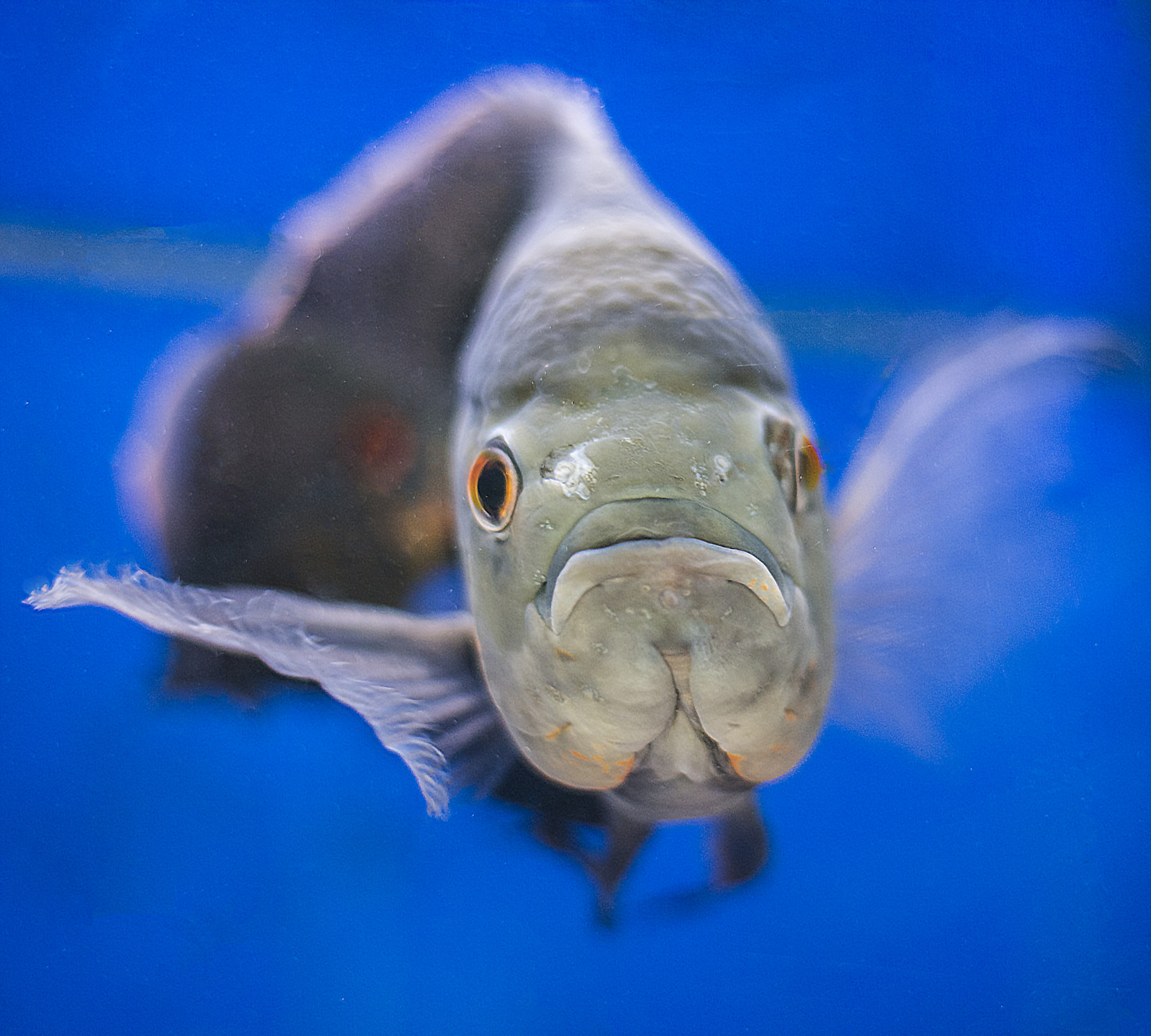 Ryba, Photoshop, Kánon, akvárium, fotograf, fotky, mořský život, snímky, Akvárium, fantazie, Soe, tropická ryba, aquaticlife, bestshots, allimages, allphotos, flickrsbest, abigfav, anawesomeshot, aplusphoto, diamondclassphotographer, flickrdiamond, allshots, bestedits