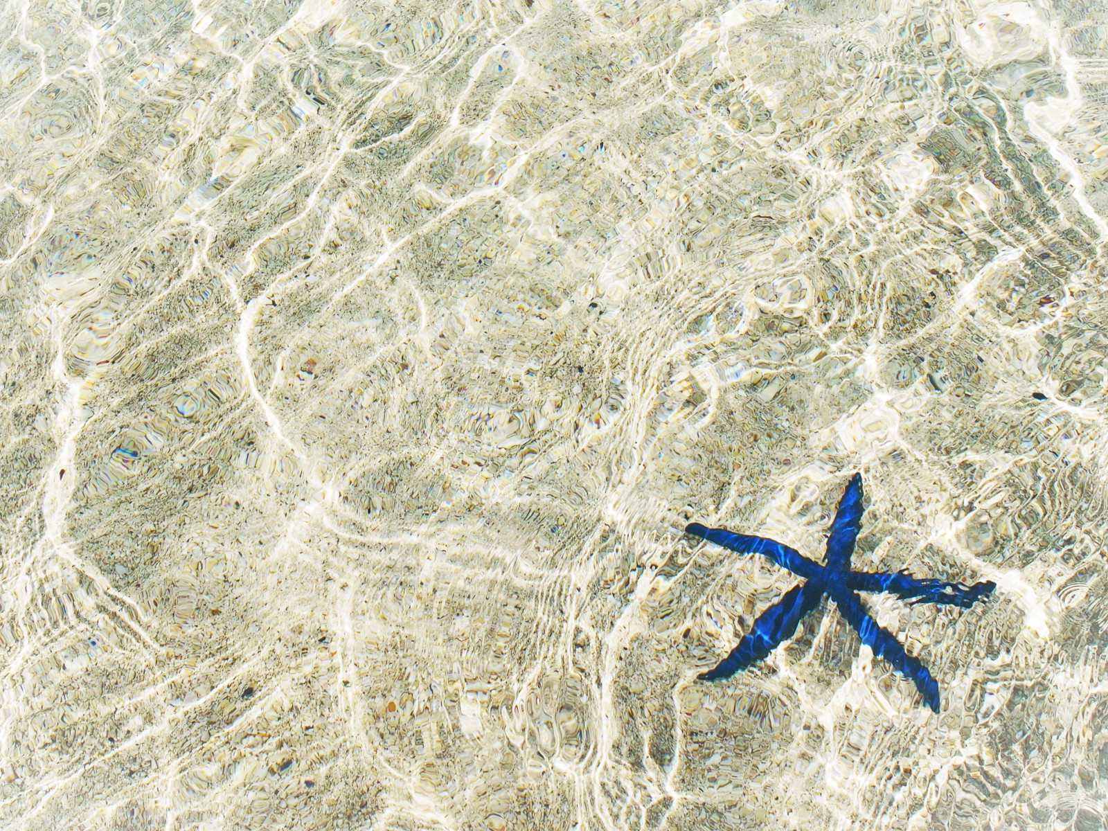 Ryba, pláž, Japonsko, akvárium, mořská hvězdice, okinawa, smaragd, Churaumi, Imnothere0