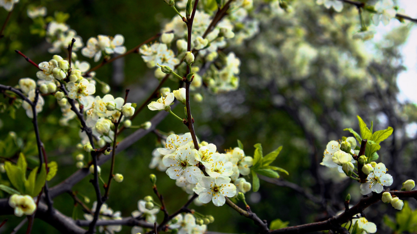 Wallpaper flowers, flowering, trees, spring, shade, moist 2560x1440