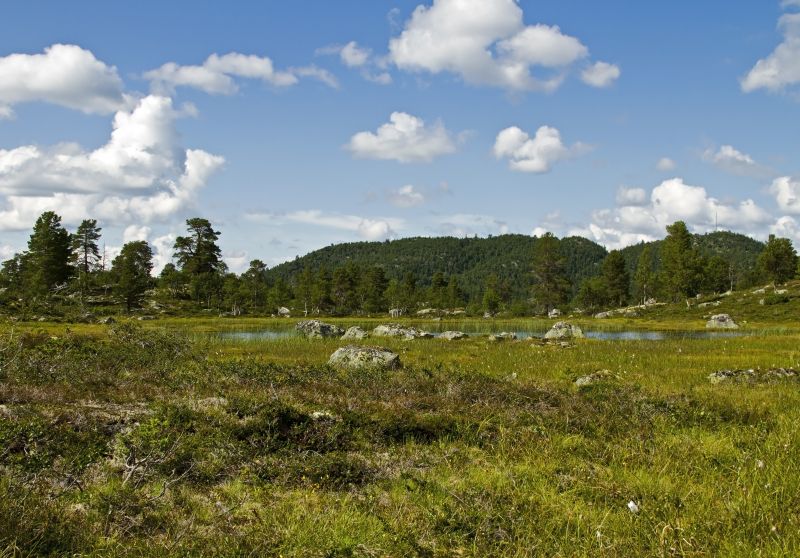 lučina, nebe, ekosystém, mrak, vegetace, pastvina