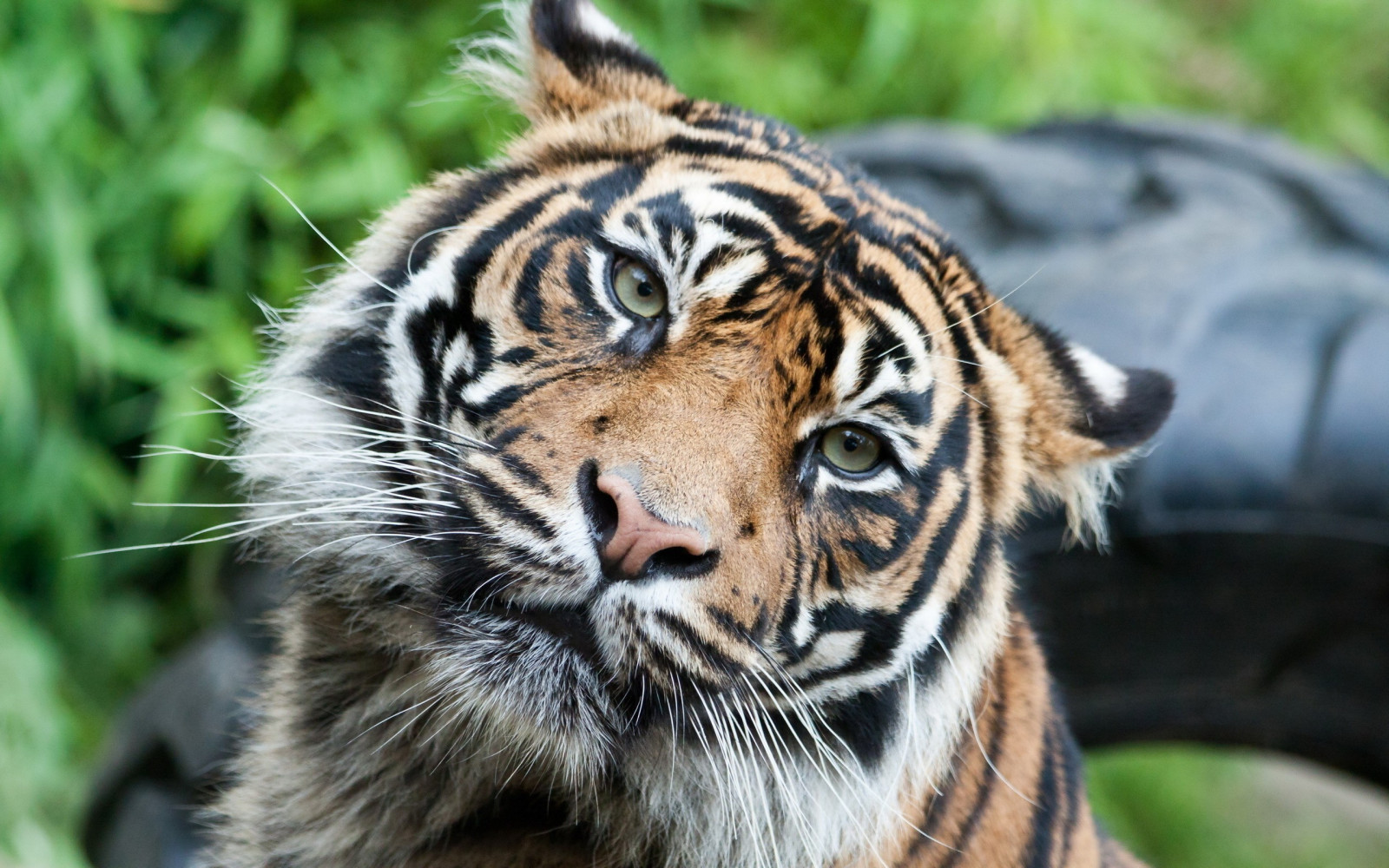 Hintergrundbilder : 2560x1600 px, Tiere, Katzen, Tiger 2560x1600
