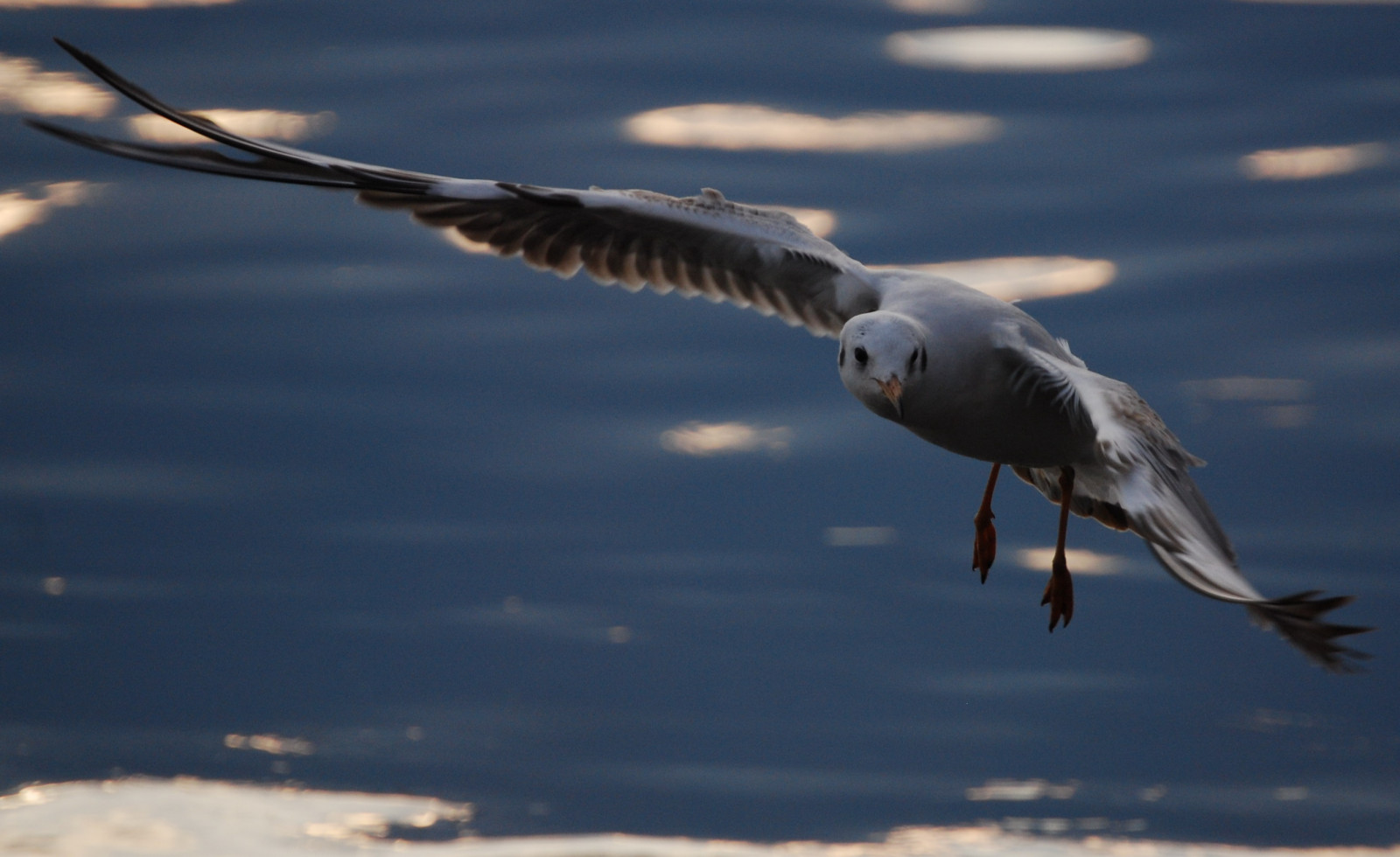 Wallpaper Burung Laut Langit Paruh Eropa Herring Gull Fauna