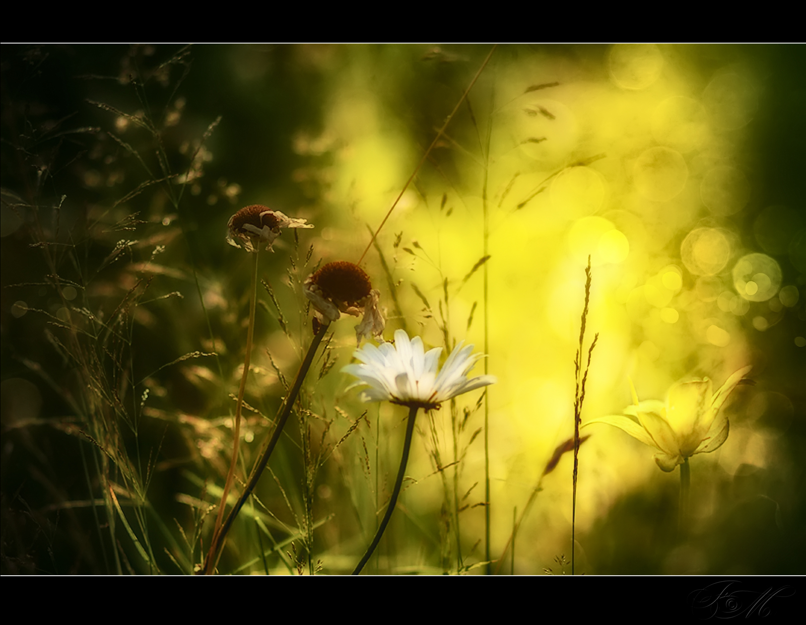 slunečnímu záření, krajina, Photoshop, západ slunce, květiny, Příroda, tráva, fotografování, hmyz, zelená, žlutý, HDR, Nikon, pyl, pampeliška, 2013, Adobe, Tramonto, světlo, list, květ, rostlina, flóra, podrážka, sigma, obraz, obrázek, fiori, natura, štika, Photomatix, obraznost, Snímek obrazovky, Campagna, paesaggio, počítač tapeta, mediterraneo, suchozemská rostlina, kvetoucí rostlina, makro fotografie, daisy rodina, maurizio51rewinds