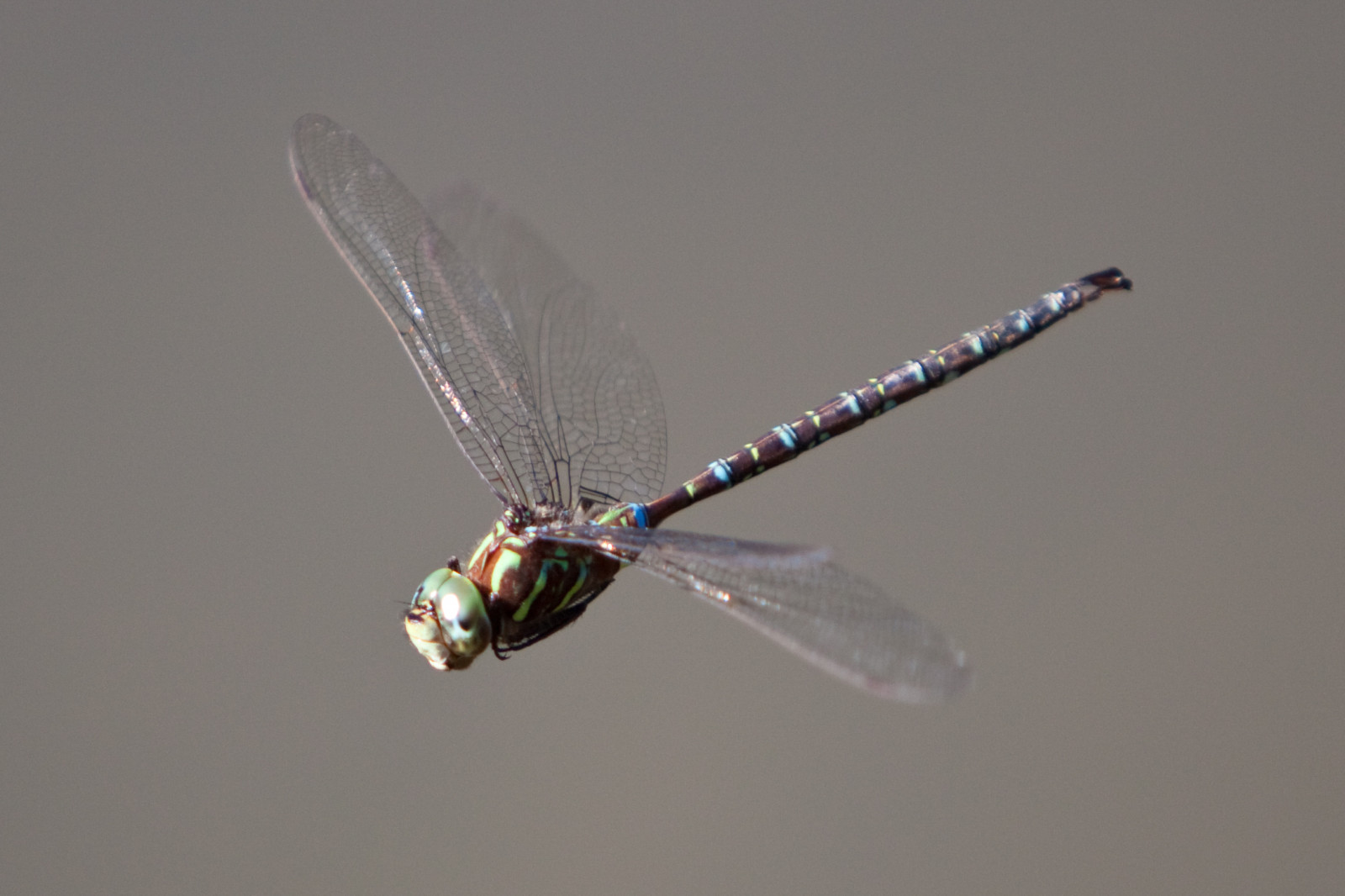 Wallpaper : richmondgreen, dragonfly, midflight, flying, insect, nature ...