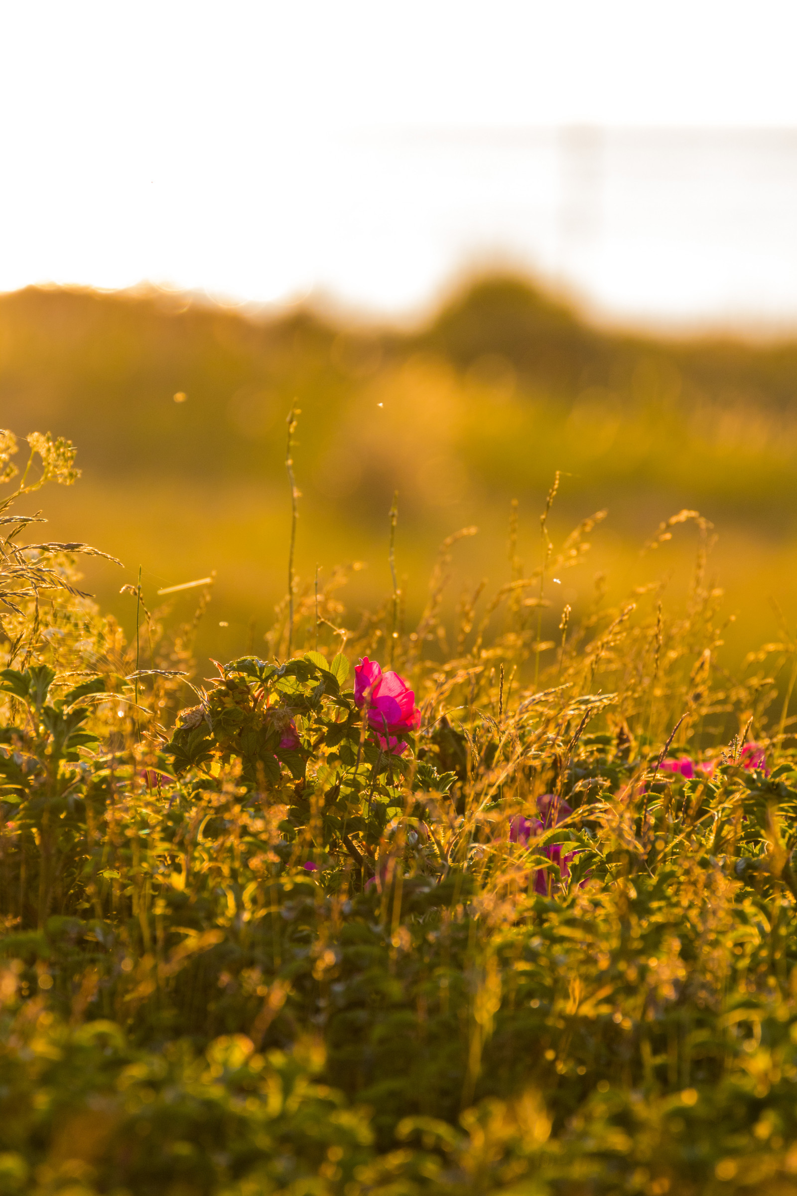 slunečnímu záření, západ slunce, tráva, nebe, pole, žlutý, ráno, růže, světlo, podzim, list, květ, lučina, rostlina, zlatá hodina, flóra, solnedg ng, Blomma, ljus, v xt, exif modelu canoneos760d, geocountry, Kamera aby kánon, geocity, Model fotoaparátu canoneos760d, geostate, geolocation, EXIF otvor 56, exif aby kánon, EXIF isospeed 320, EXIF ef70300mmf456lisusm čočka, gyllenetimmen, okvětní lístek, exif focallength 300mm, nyponros, rosa, louka, divoká rostlina, prérie, suchozemská rostlina, kvetoucí rostlina, tráva rodina, daisy rodina