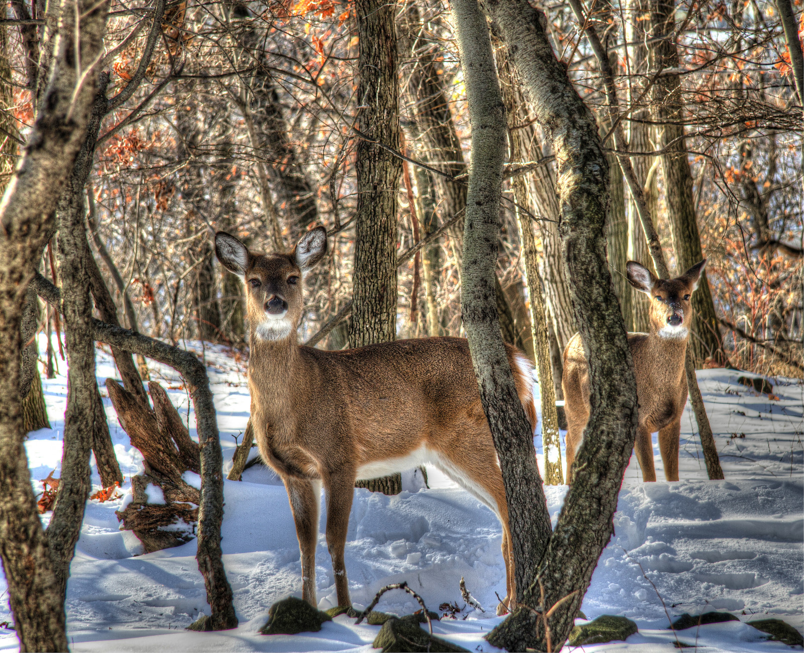 Wallpaper wildlife, snow, mammal, winter, fauna, tree, woody plant, wilderness, woodland