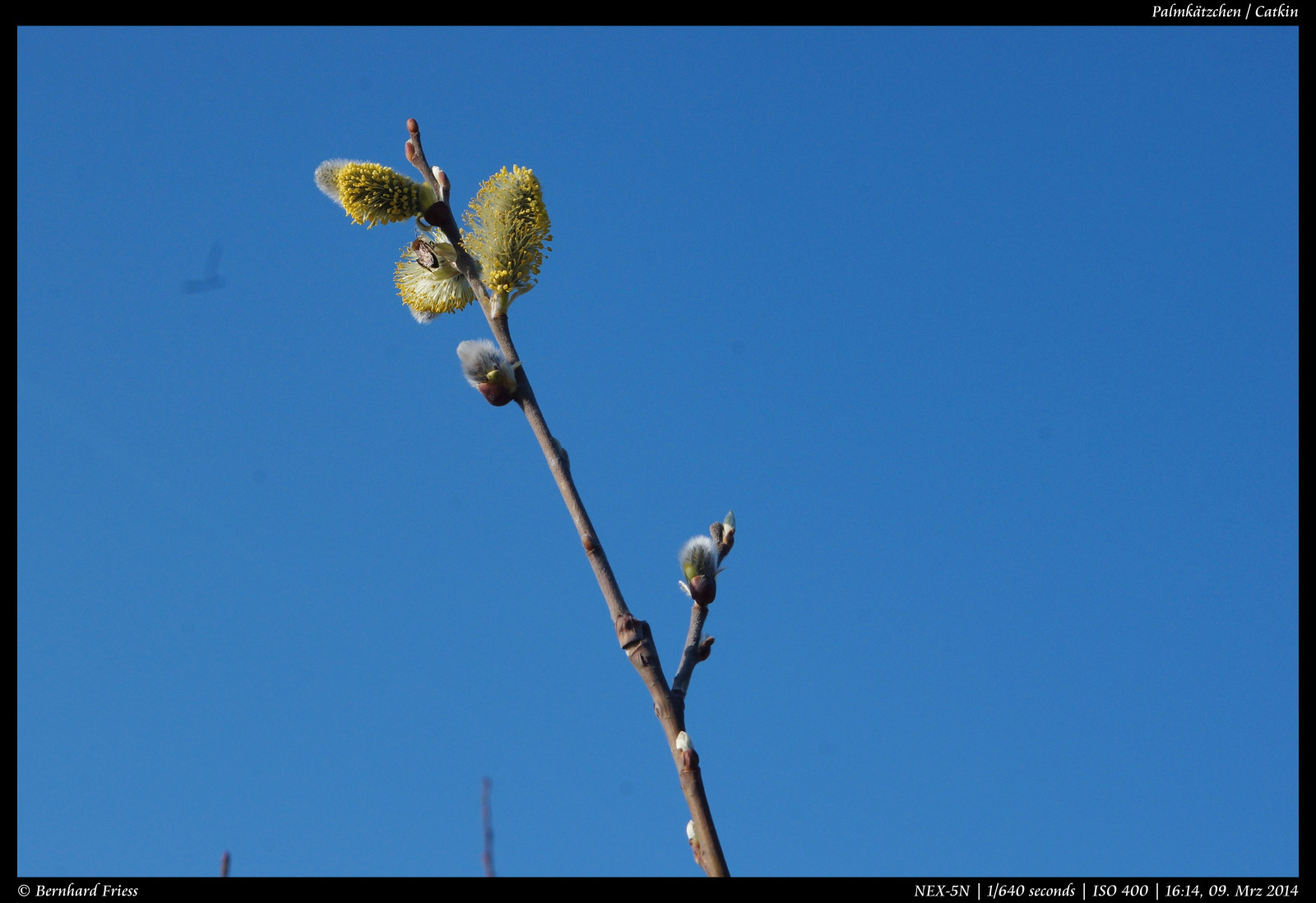 Fotoaparát, originál, světlo, tělesné, makro, UMĚNÍ, Photoshop, Kánon, vinobraní, Německo, ven, objektiv, krajina, deutschland, primární, licht, březen, jaro, zajímavý, Europa, Evropa, flickr, fotografie, zoom, Ne, kunst, Sony, sigma, koťata, nejlepší, prozkoumat, většina, manuál, rovný, alfa, oblíbený, délka, makro, Landschaft, Nekupírované, m rz, Bernhard, Fruhling, originální, fd, ohniskový, následné zpracování, nex, Bádensko-Württembersko, 2470mm, Manuelle, OOC, interessant, Kraichgau, Unbearbeitet, Klassisch, Rheinneckar, entdecken, sooc, Friess, 5n, Malschenberg, web |, emount, fluidr, Unverf lscht