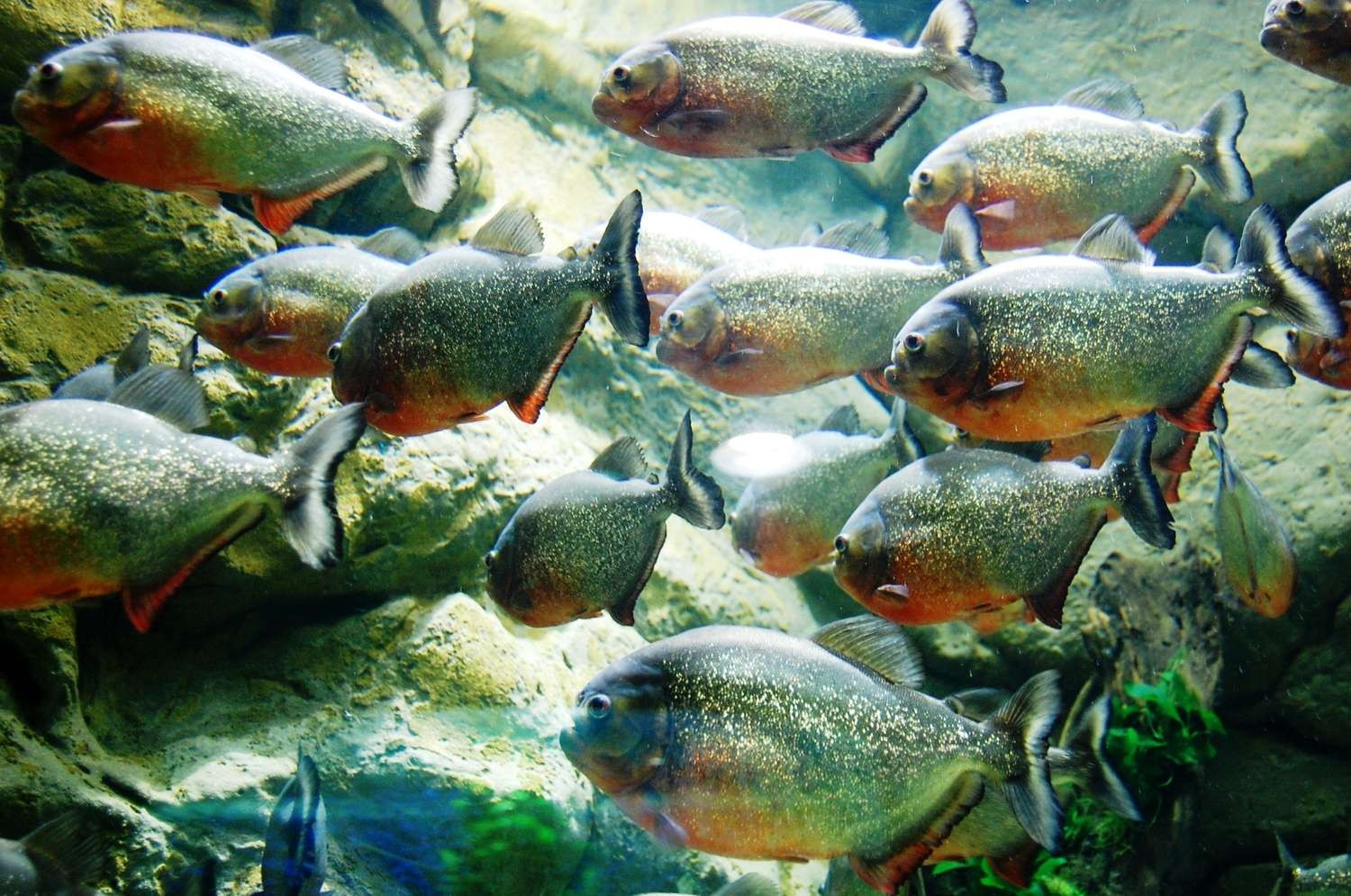 วอลเปเปอร์ : 1500x995 px, ปิรันย่า 1500x995 - wallpaperUp - 1651215