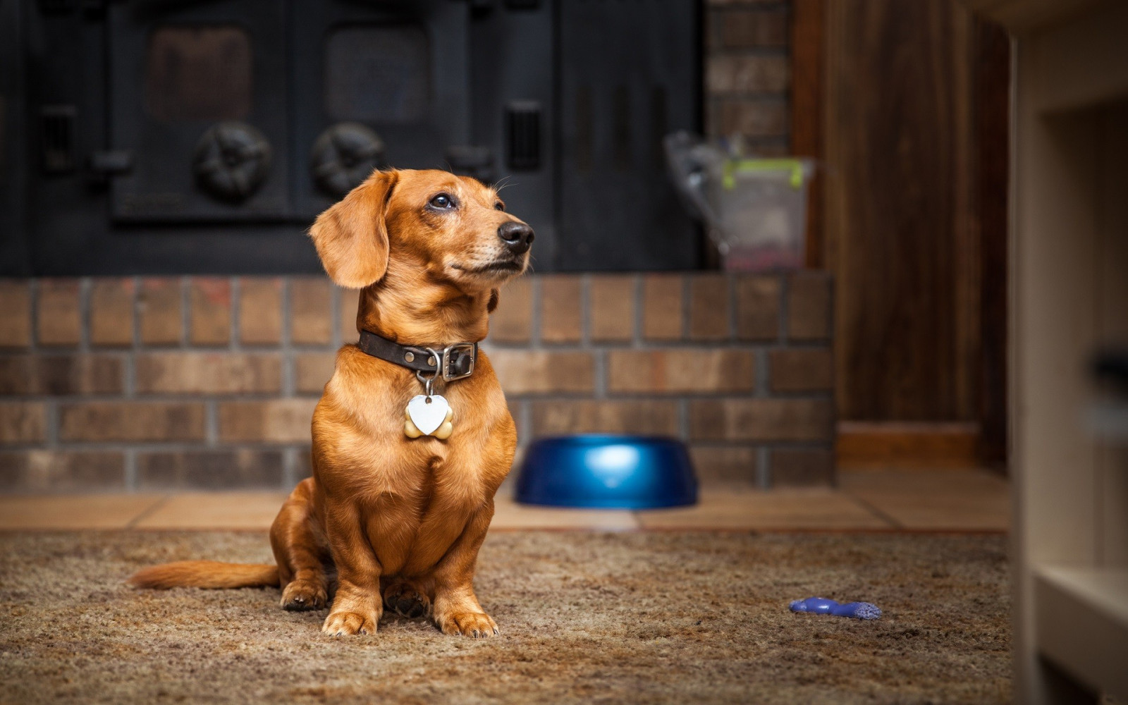 วอลเปเปอร์ : หมา, ลูกสุนัข, สุนัขพันธุ์ดัชชุนด์, สัตว์เลี้ยงลูกด้วยนม ...