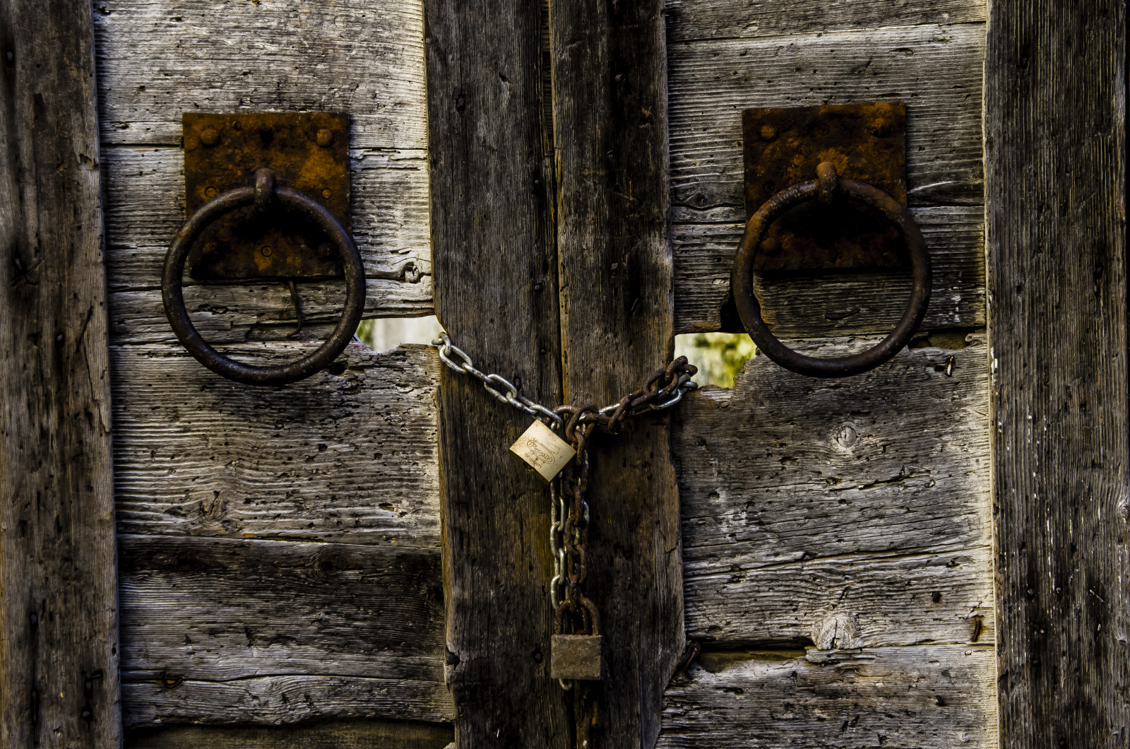 forladt, træ, særlig, træ, Italia, sud, meridione, Basilicata, Matera, lucania, particolari