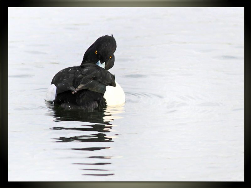 burung-burung,margasatwa,bebek,berumbai,blinkagain