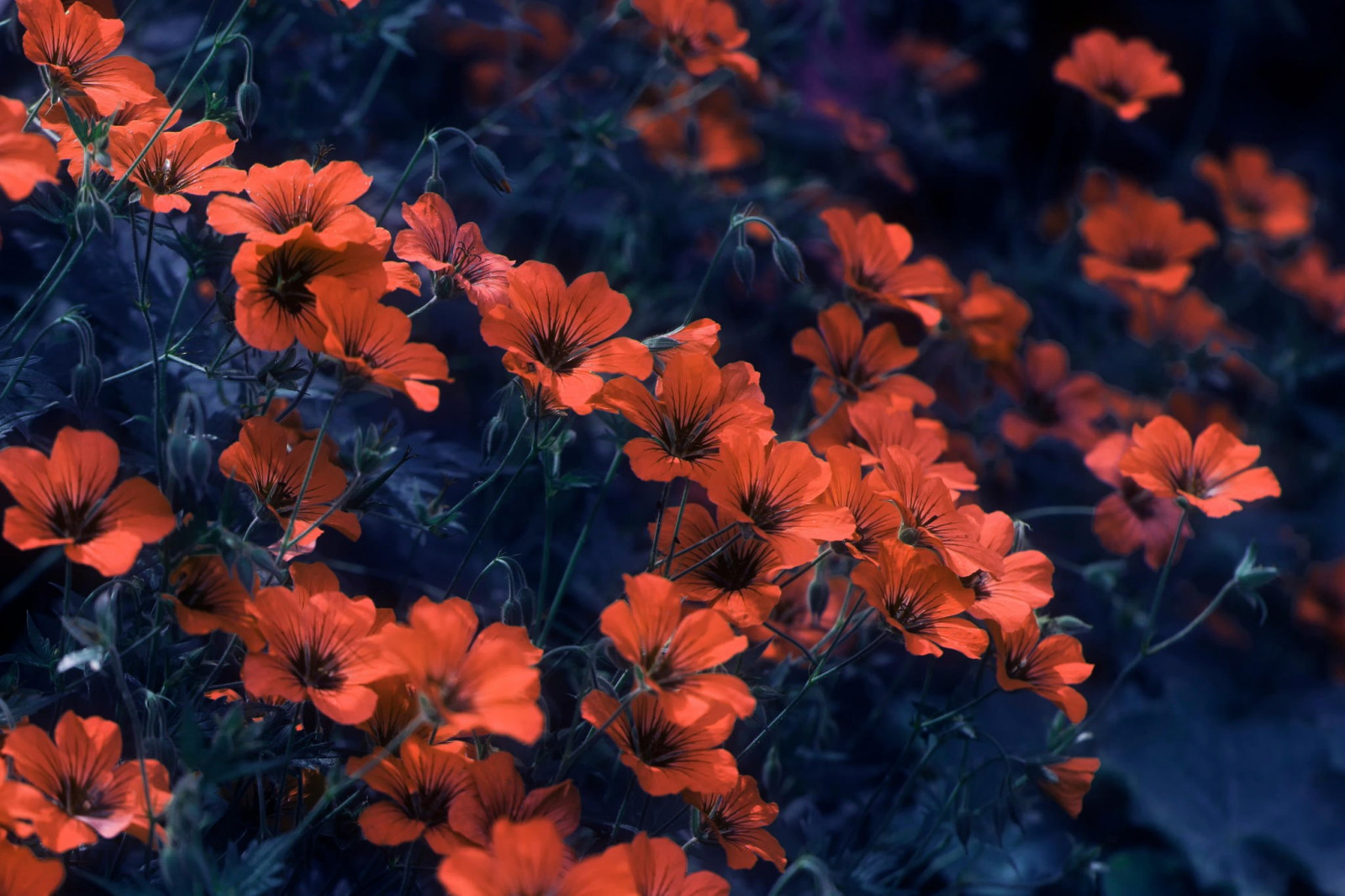 แสงแดด, ดอกไม้, ธรรมชาติ, สีแดง, พืช, เบ่งบาน, ต้นไม้, ฤดูใบไม้ร่วง, ใบไม้, ดอกไม้, ปลูก, ฤดู, พืช, กลีบดอก, โรงงานที่ดิน, พืชดอก, ไม้ยืนต้น, ไม้พุ่ม, การถ่ายภาพมาโคร