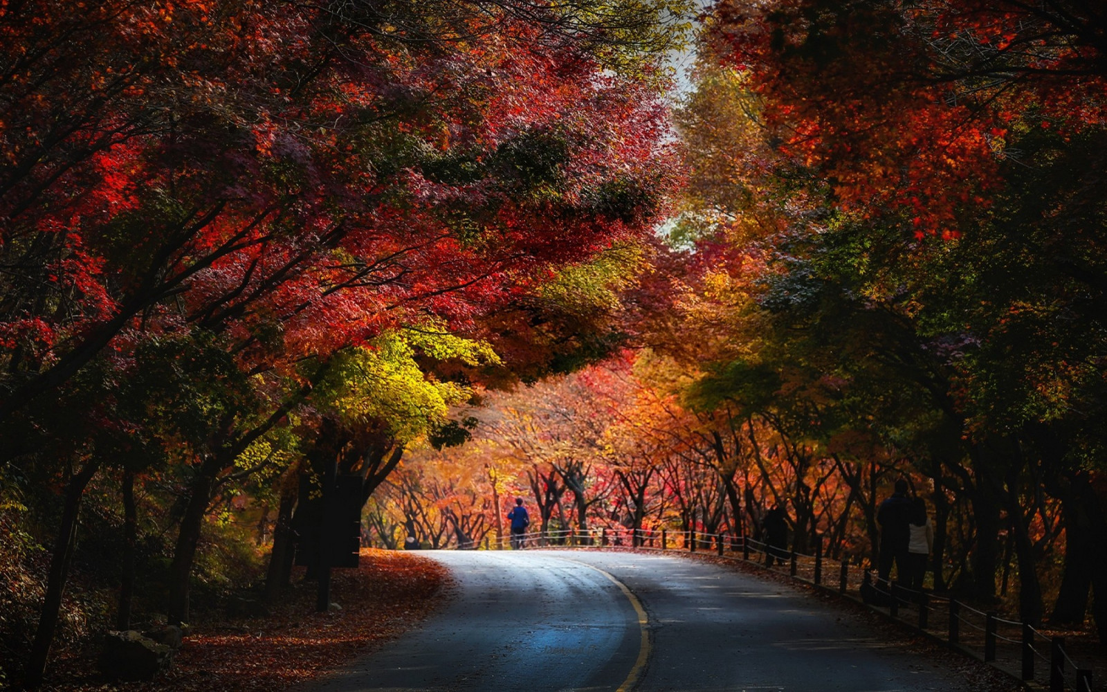 zonlicht, bomen, landschap, Bos, vallen, bladeren, mensen, natuur, rood, weg, tak, groen, geel, blauw, avond, ochtend-, tunnel, boom, herfst, blad, bloem, fabriek, seizoen, bos-, computer wallpaper, houtachtige planten