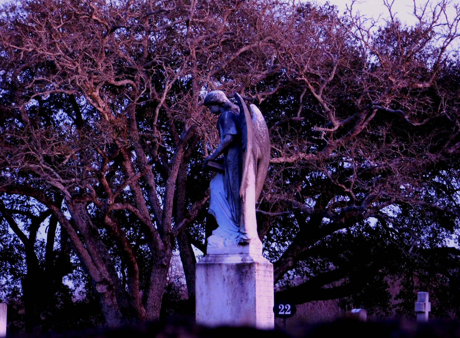 albero, natura, pianta legnosa, viola, ramo, statua, monumento, pianta, foglia, cielo, primavera, fiore, scultura, boschetto, inverno, fiorire, bosco, sera