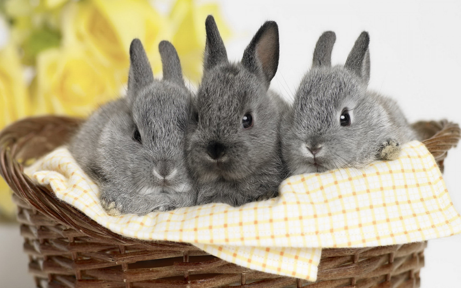 Wallpaper : 1920x1200 px, rabbits 1920x1200 - CoolWallpapers - 1656871 ...