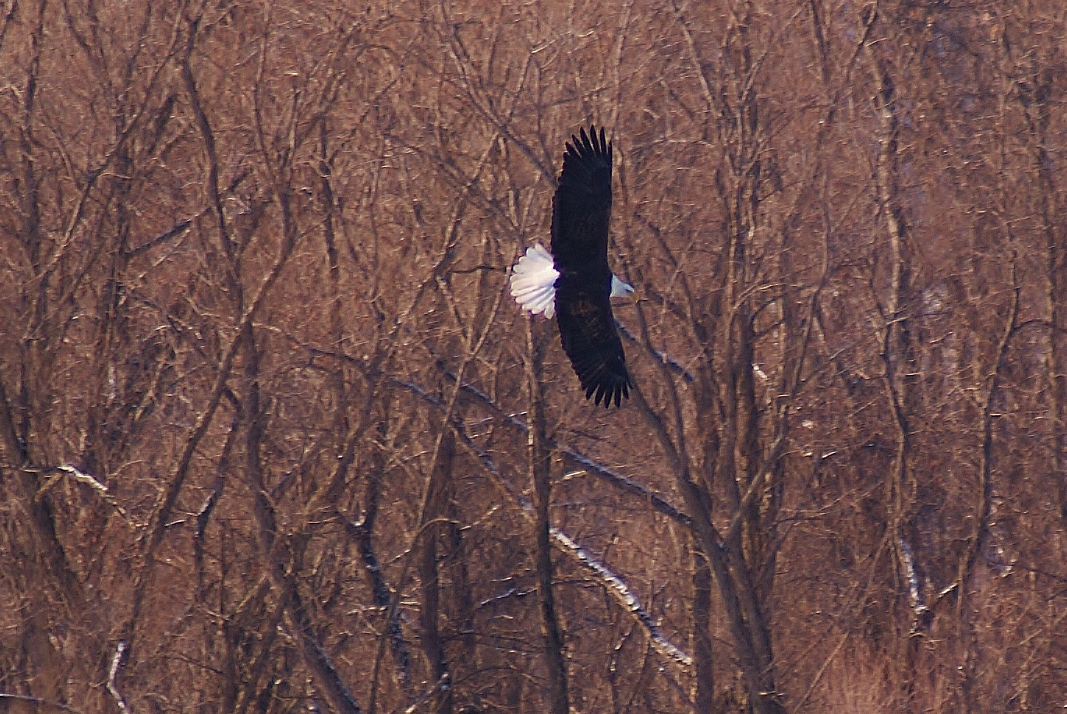 stromy, Příroda, nebe, řeka, Volně žijících živočichů, Sony, ostrov, dravý pták, orel, Orel bělohlavý, Wisconsin, zobák, strom, pták, Mississippi, fauna, A300, ekosystém, sup, Accipitriformes, ekoregion, wi, Orli, Prairieduchien, Ferolie