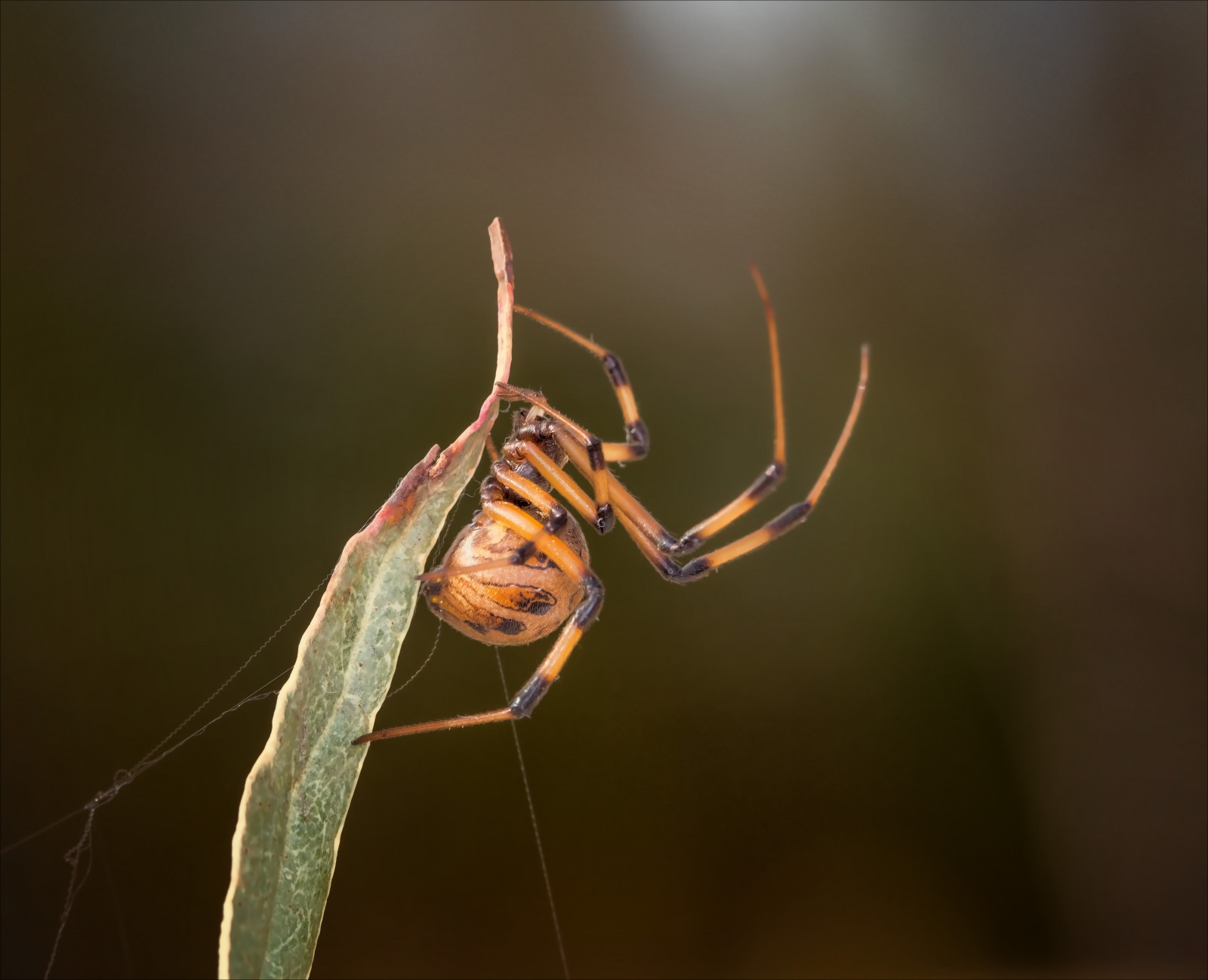 zvěř, vajíčka, strašidelný, planeta, Příroda, fotografování, Země, hmyz, Volně žijících živočichů, svět, Jed, lovec, pavouk, vdova, pavoukovec, Jed, zvíře, roztočit, web, ženský, fauna, zblízka, makro fotografie, bezobratlý, členovců, orb weaver pavouk, araneus, Evropská zahradní pavouk, plazit se, brownwidow, invertabrate, jedovatý, Křižák