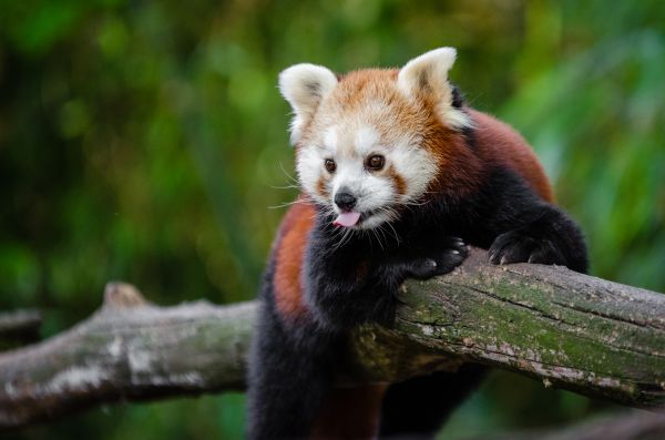 red panda,panda,tongue,funny
