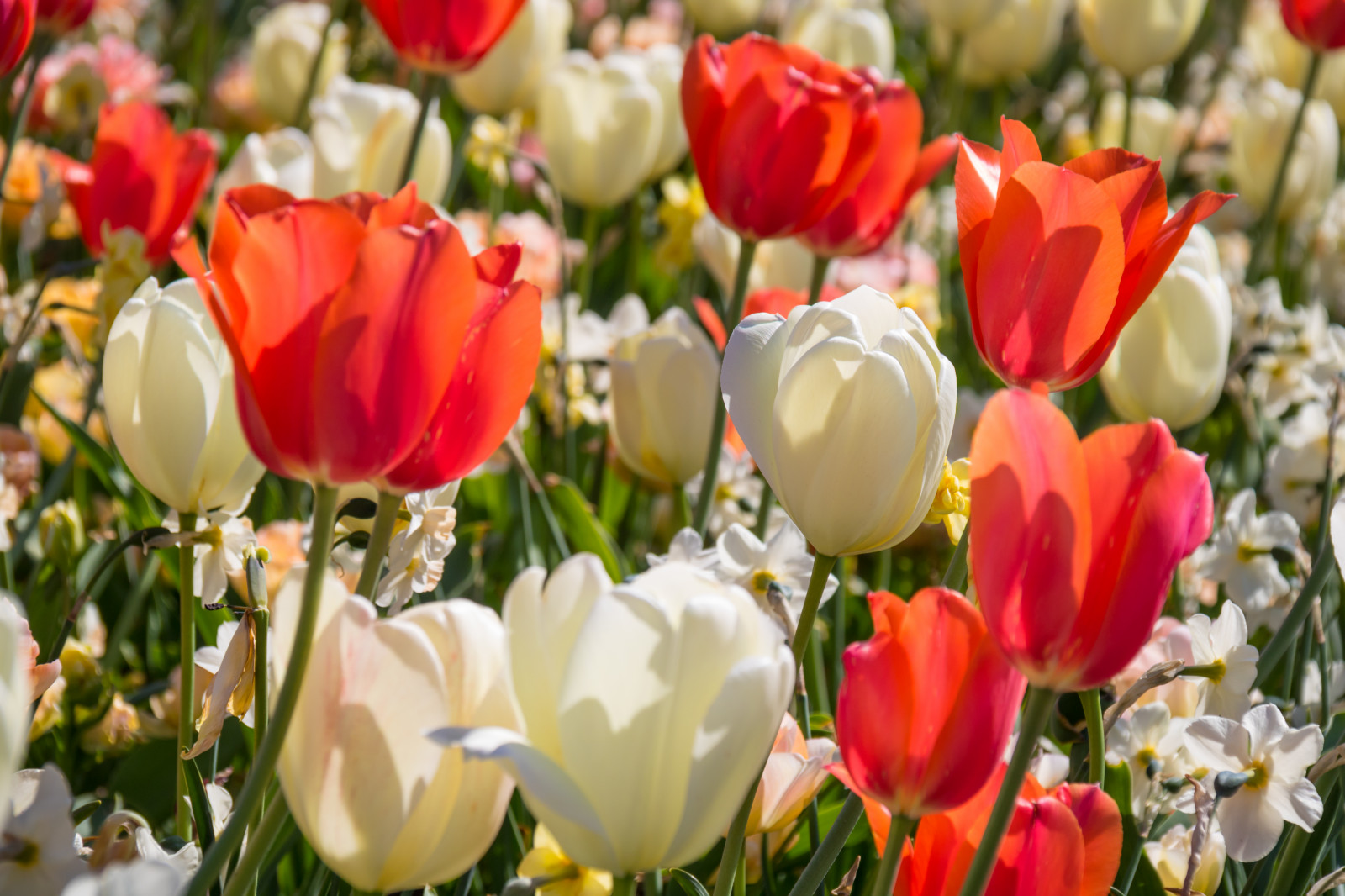 inflori, floare, plantă, lalea, floră, blomma, trelleborg, Tulpan, petală, botanică, plante teren, plante cu flori, familia crin