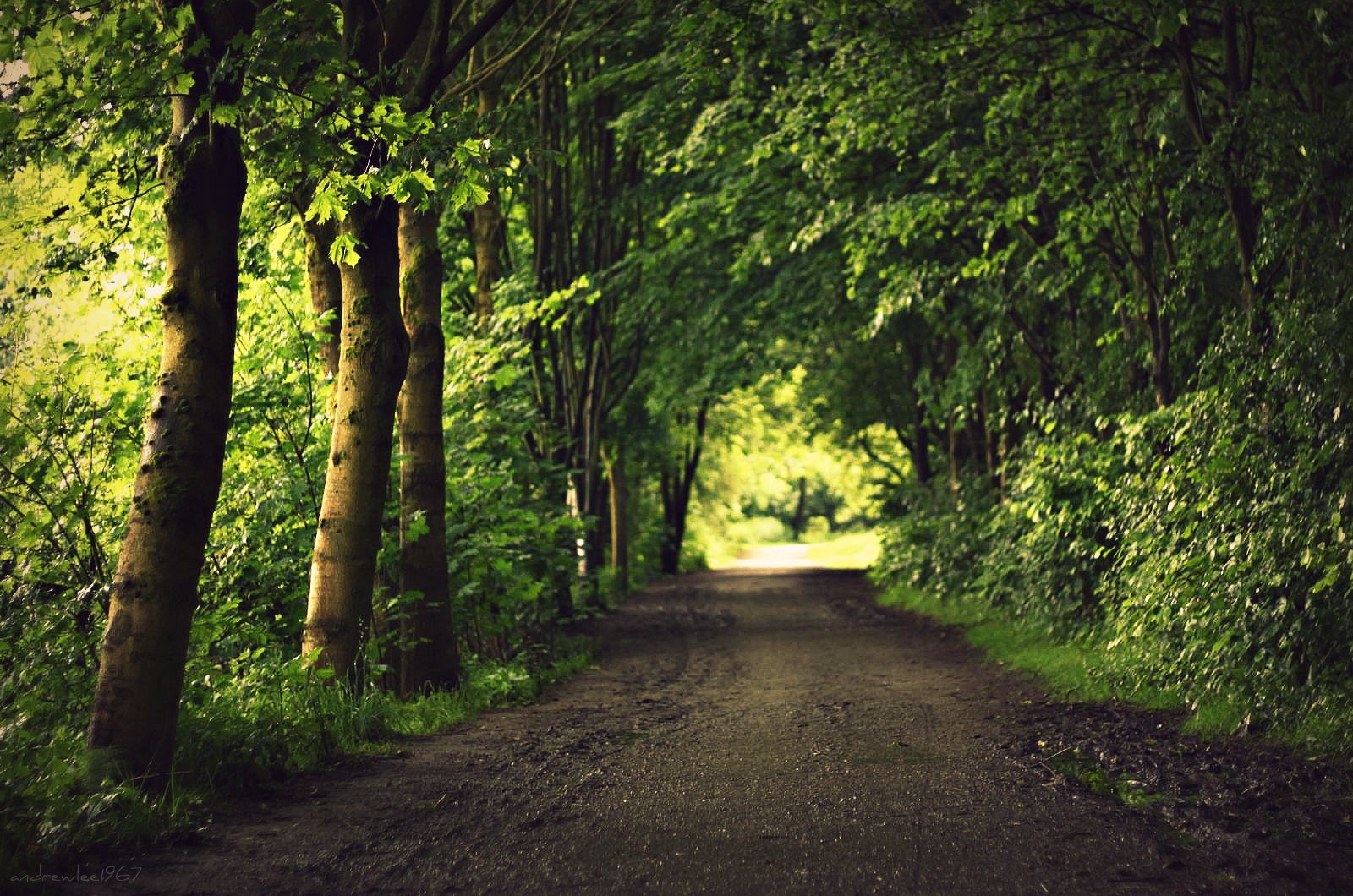 Sonnenlicht, Bäume, Landschaft, Wald, Natur, Gras, Himmel, Straße, Holz, Ast, Grün, England, Sommer-, Dschungel, Pfad, Vereinigtes Königreich, Laub, Regenwald, Licht, Baum, Herbst, Blatt, Pflanze, Flora, Dof, Weg, Vegetation, Spur, Plantage, Mywinners, Gb, Großbritannien, 50d, Niftyfifty, Canon50d, Wald, Hain, Lancashire, Grünfeld, Andrewlee1967, Andrewlee, Ökosystem, Mäßiger Nadelwald, Biome, Alter waldwald, Mäßiger Laub- und Mischwald, Ef50mmf18