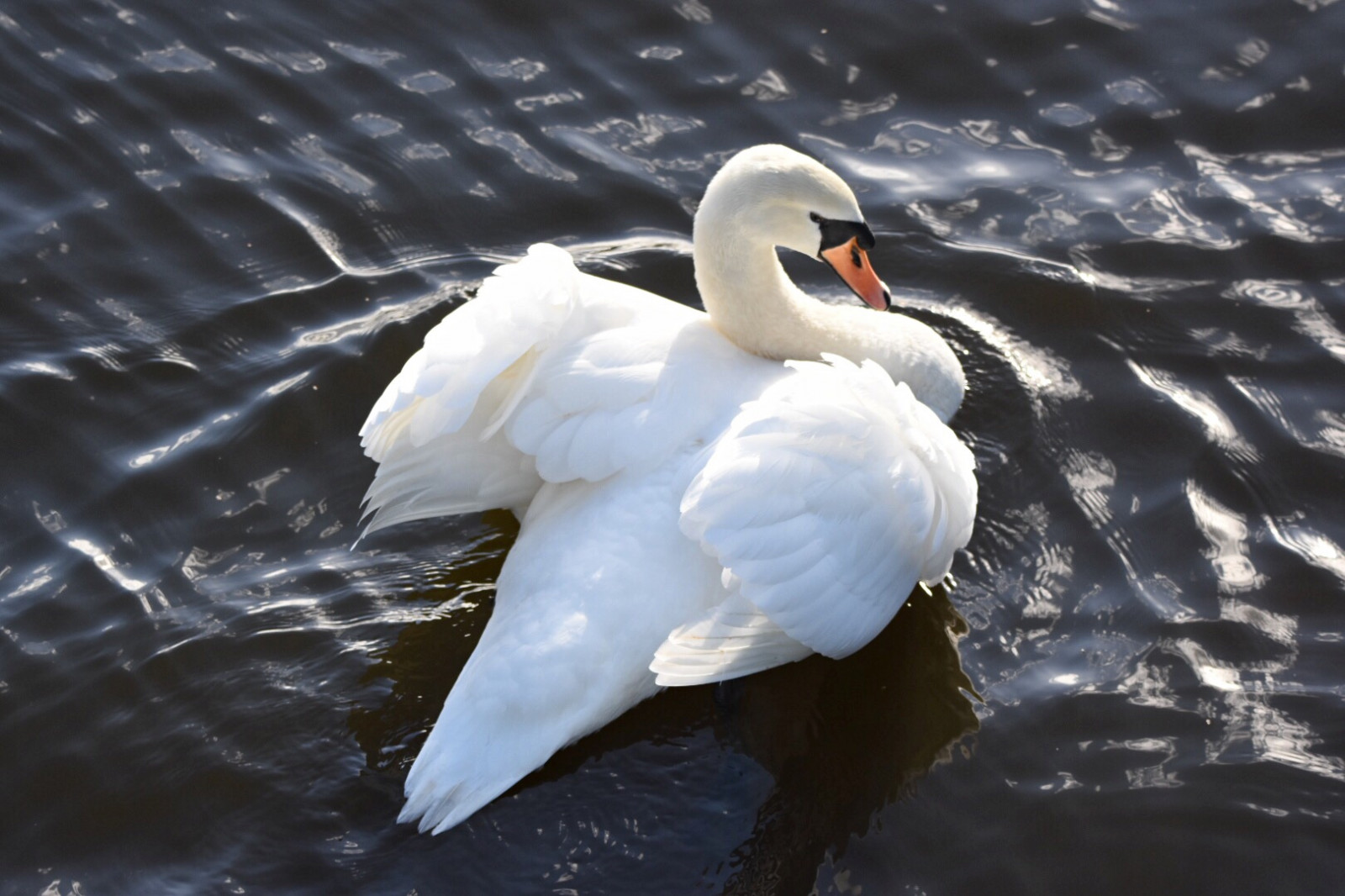 Ztlumit, labuť, Attenborough, Příroda, rezervovat, Volně žijících živočichů, Nikon, D7200