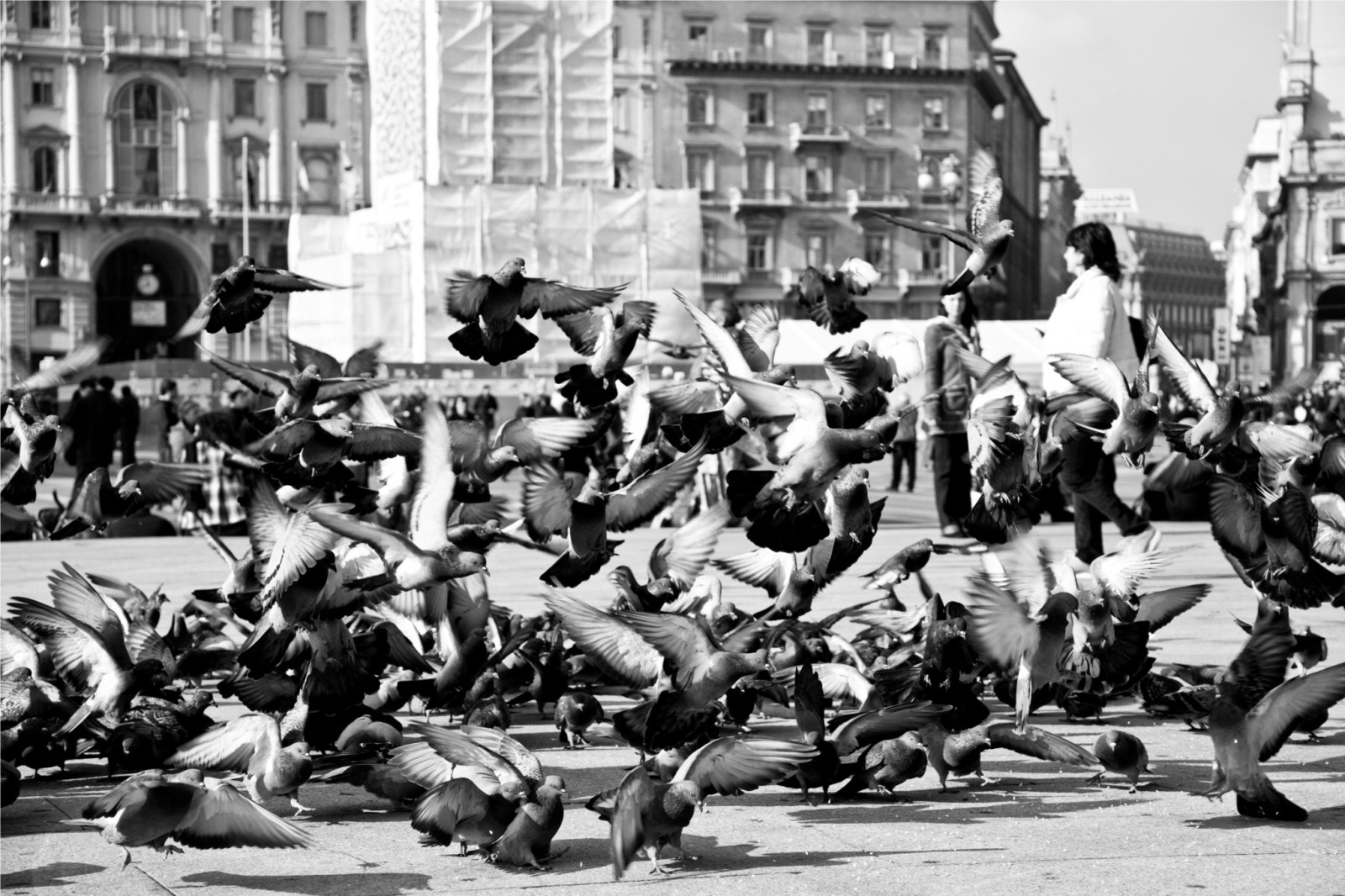 sportovní, lidé, ptactvo, zvěř, černobílý, ulice, struktura, demonstrace, dav, Černý a bílý, monochromatické fotografování, sportovní dějiště, pochodující