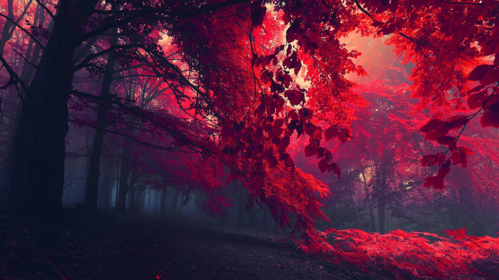 9000+ Wallpaper Alam Merah Gratis 9000+ Wallpaper Alam Merah Gratis