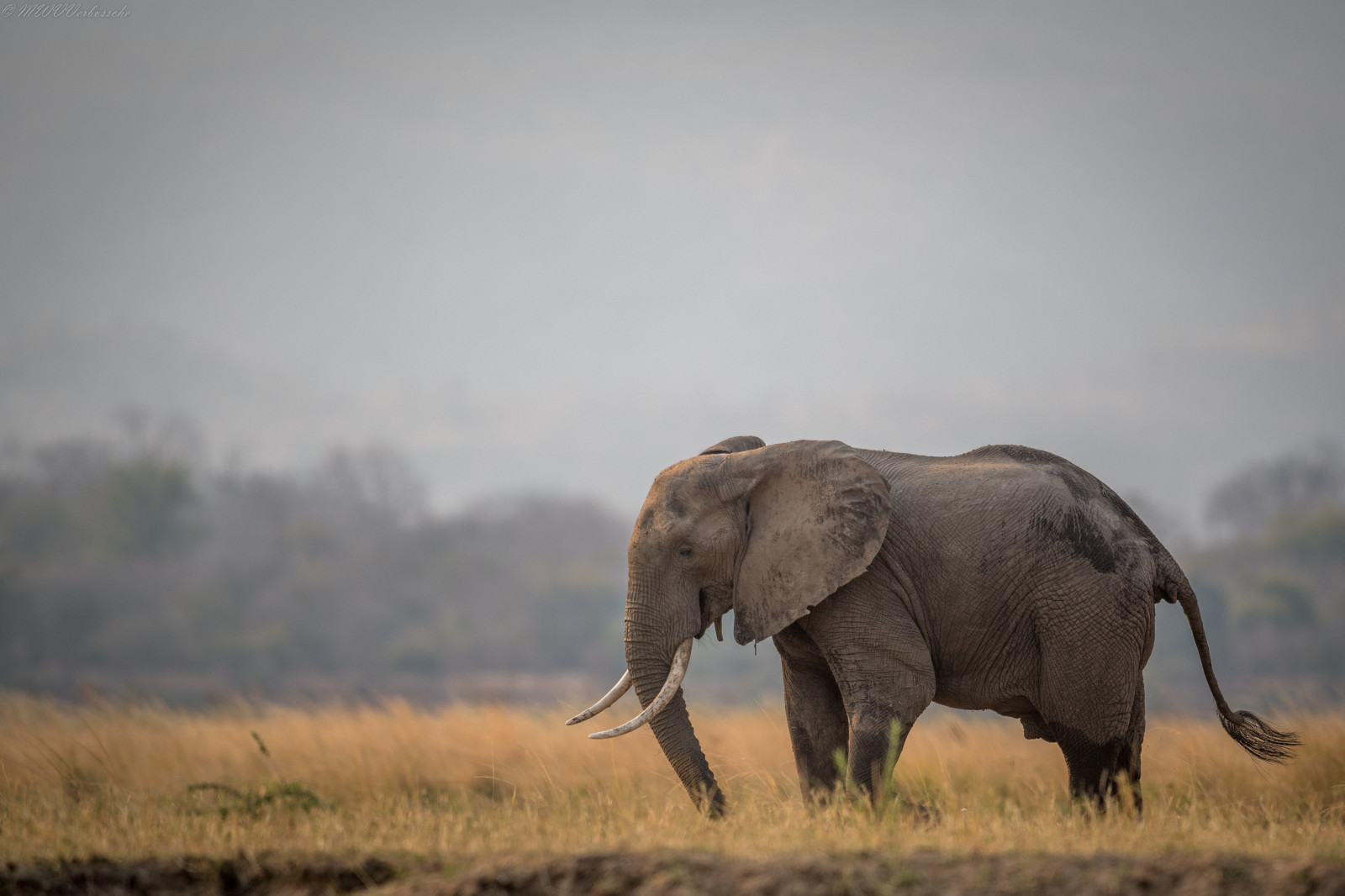 Volně žijících živočichů, slon, 2016, lučina, červenec, Safari, dobrodružství, prostý, fauna, savec, prérie, savana, sloni a mamuti, slon indický, slon africký, D500, mana, manapools, Zimbabwe