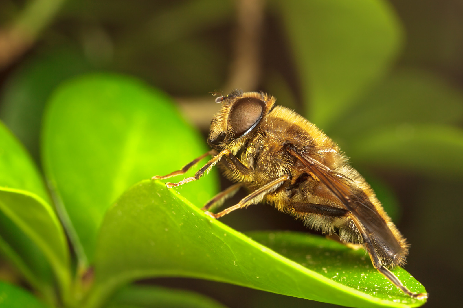zvěř, Příroda, rostliny, fotografování, makro, hmyz, zelená, Létat, Včela, list, květ, flóra, fauna, zblízka, makro fotografie, bezobratlý, členovců, membrána okřídlený hmyz, nektar, včelí med