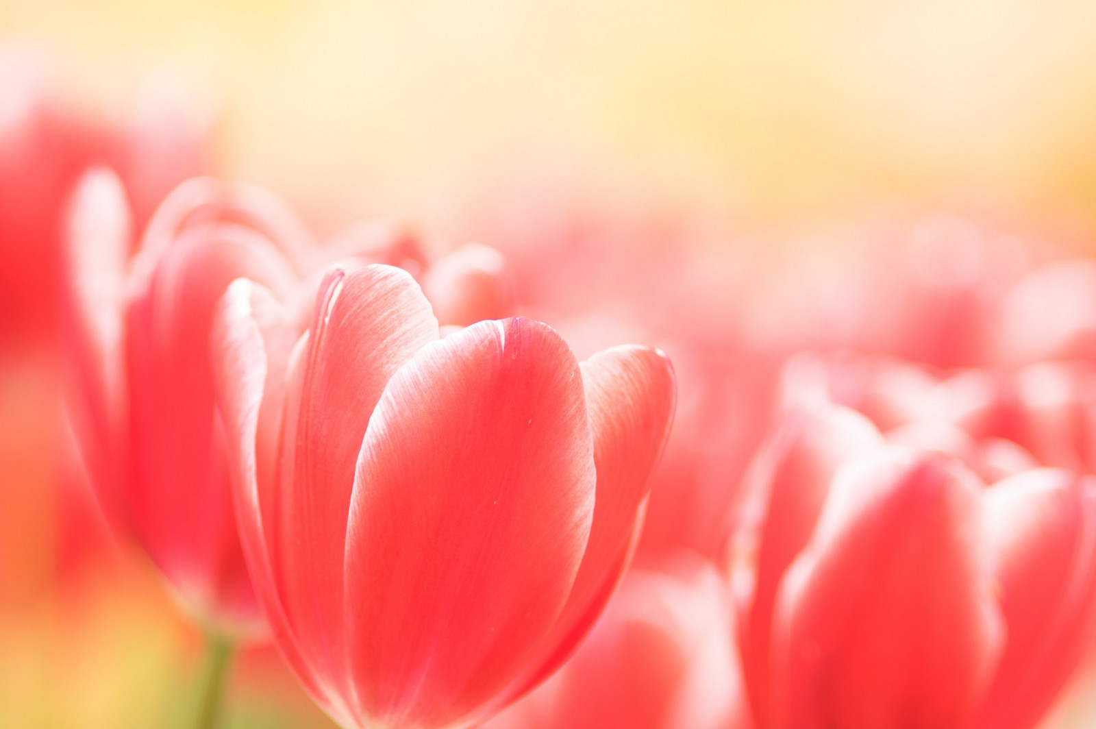 2048x1362 px, colorida, Flores, Macro, natureza