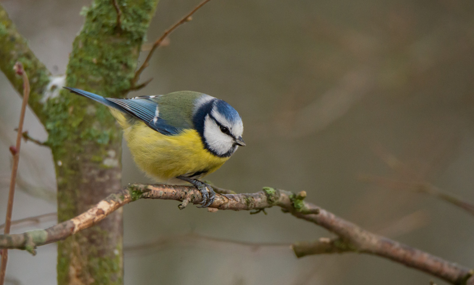 ธรรมชาติ, สาขา, สีน้ำเงิน, สัตว์ป่า, Nikon, สวีเดน, ปาก, Songbird, Sverige, chickadee, tamron, นก, นกกระจอก, ขน, natur, djur, f เจล, ปีก, สัตว์ป่า, กิ่งไม้, นกที่เกาะอยู่, สิ่งมีชีวิต, flycatcher โลกเก่า, Sverig