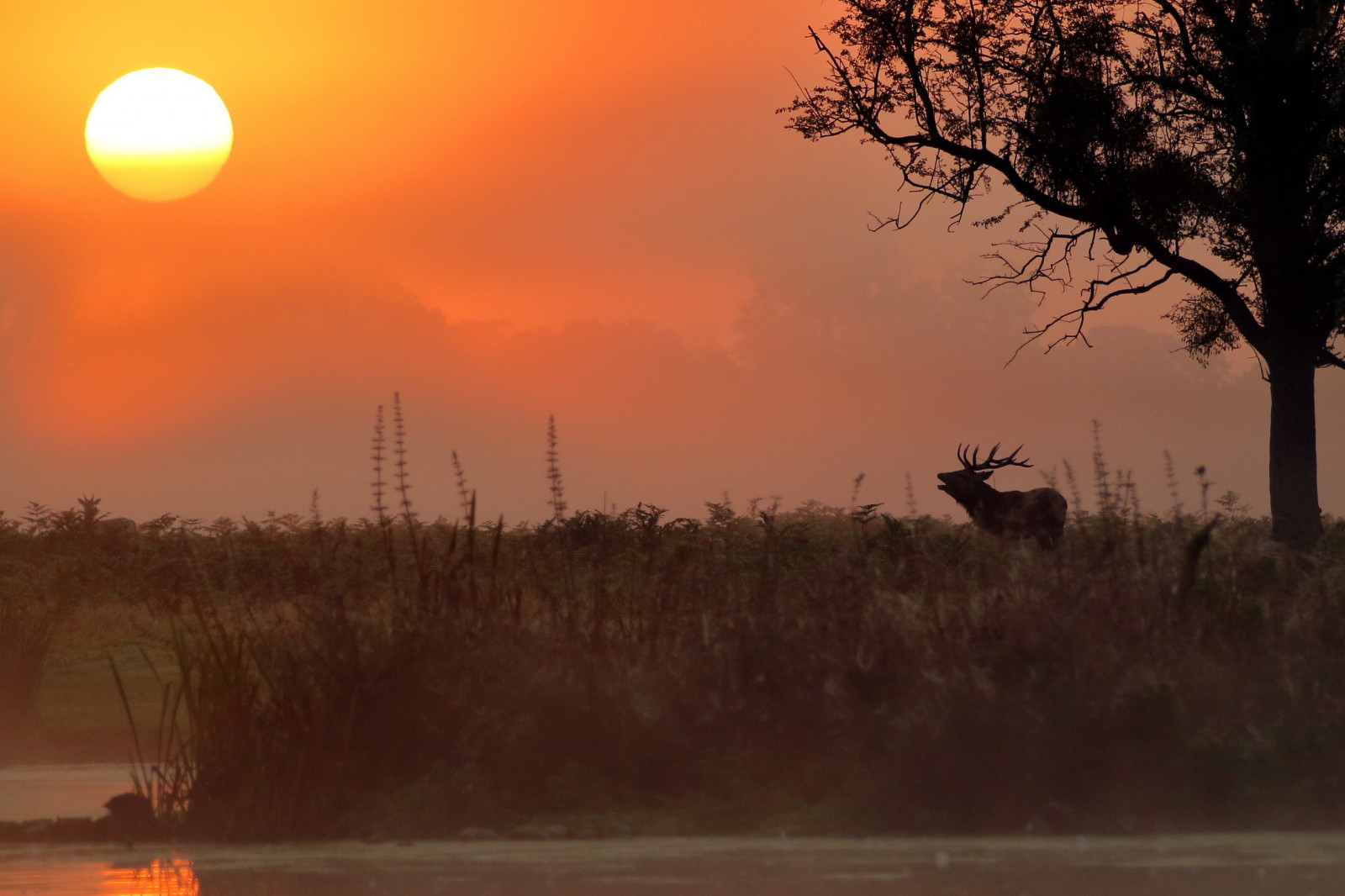 krajina, Jelen, zvěř, západ slunce, Příroda, svítání, večer, ráno, mlha, soumrak, mlha, svítání, prostý, atmosférický jev, savana