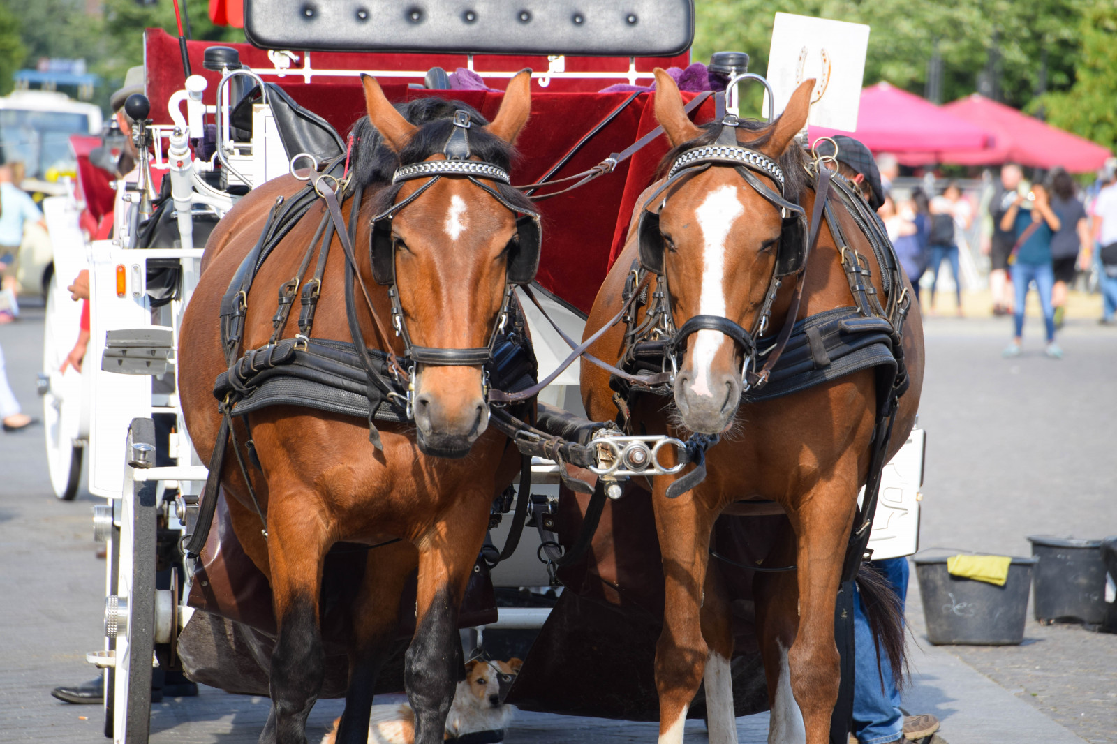 ulice, kůň, vozidlo, Německo, letní, Evropa, závodění, Berlín, žokej, vozík, veletrh, zvíře, venkovní, festival, de, Německo, deutschland, koně, zvířecí sporty, kůň jako savci, jezdecký sport,, pack animal, koňské postroje