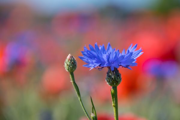 field,geolocation,flower,poppy,blomma,cornflower